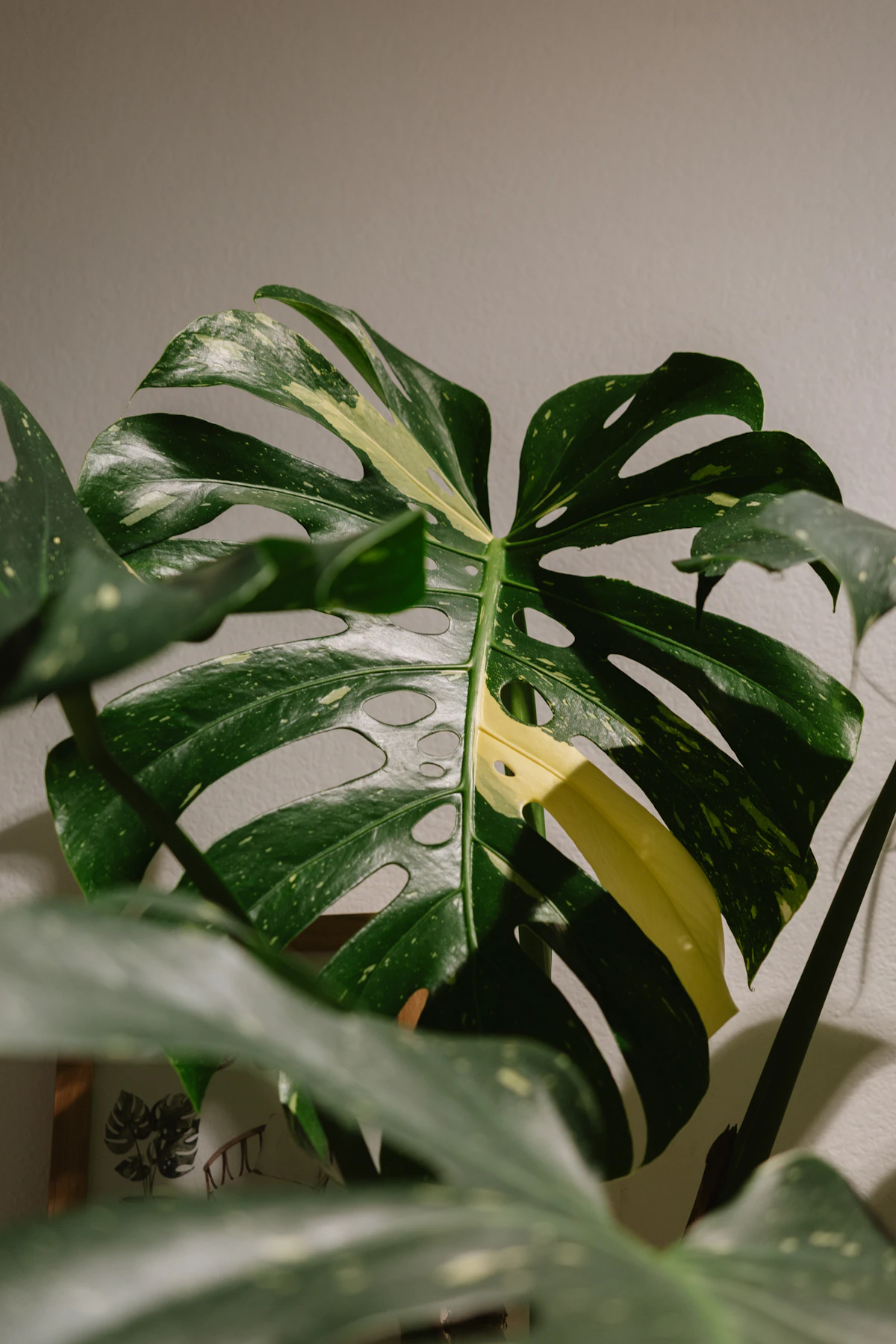 Decorative established Monstera deliciosa with broad leaves