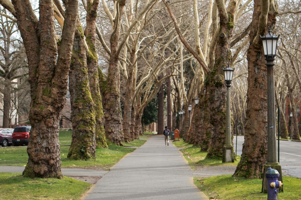 A person walking down a tree-lined sidewalk on a university campus