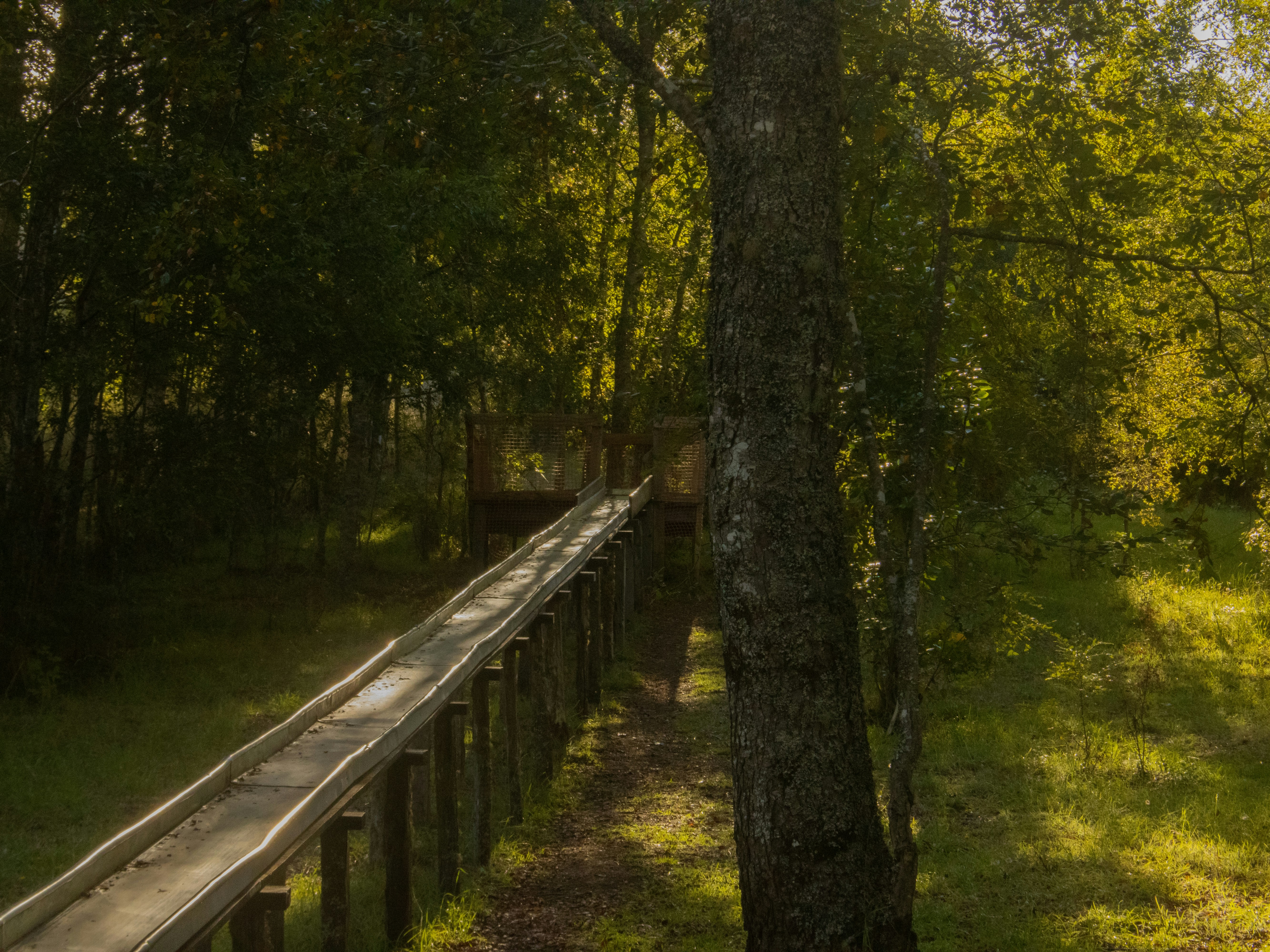A wooden walkway leads through a green forest.