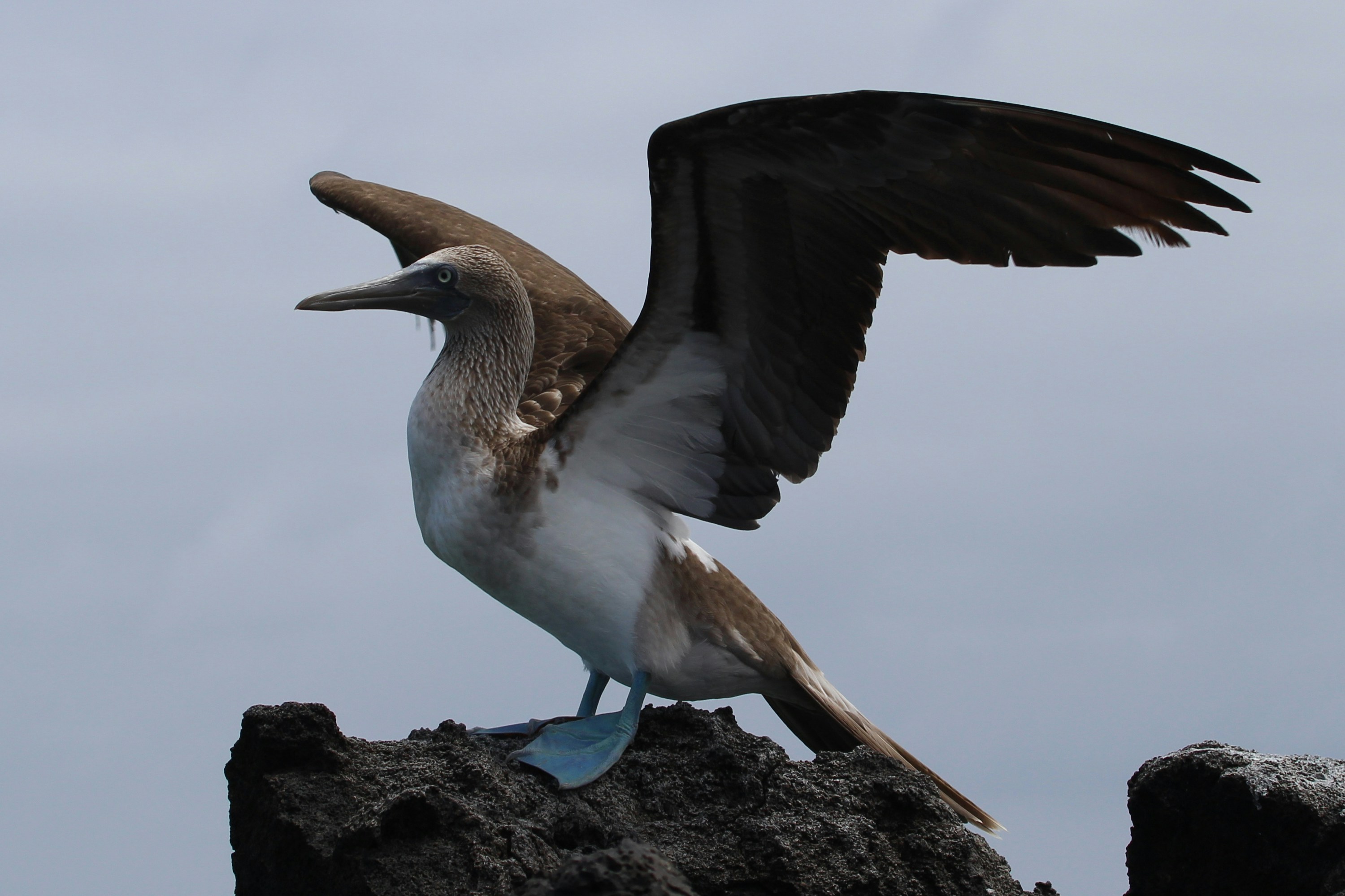 A blue-footed booby displays its wings.