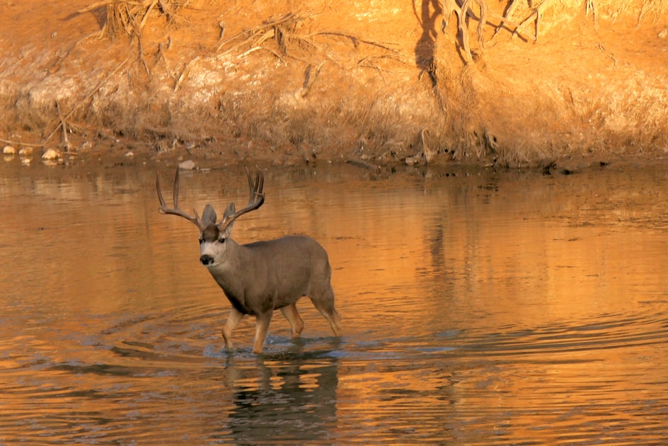 Mule deer buck in prime western habitat at sunrise