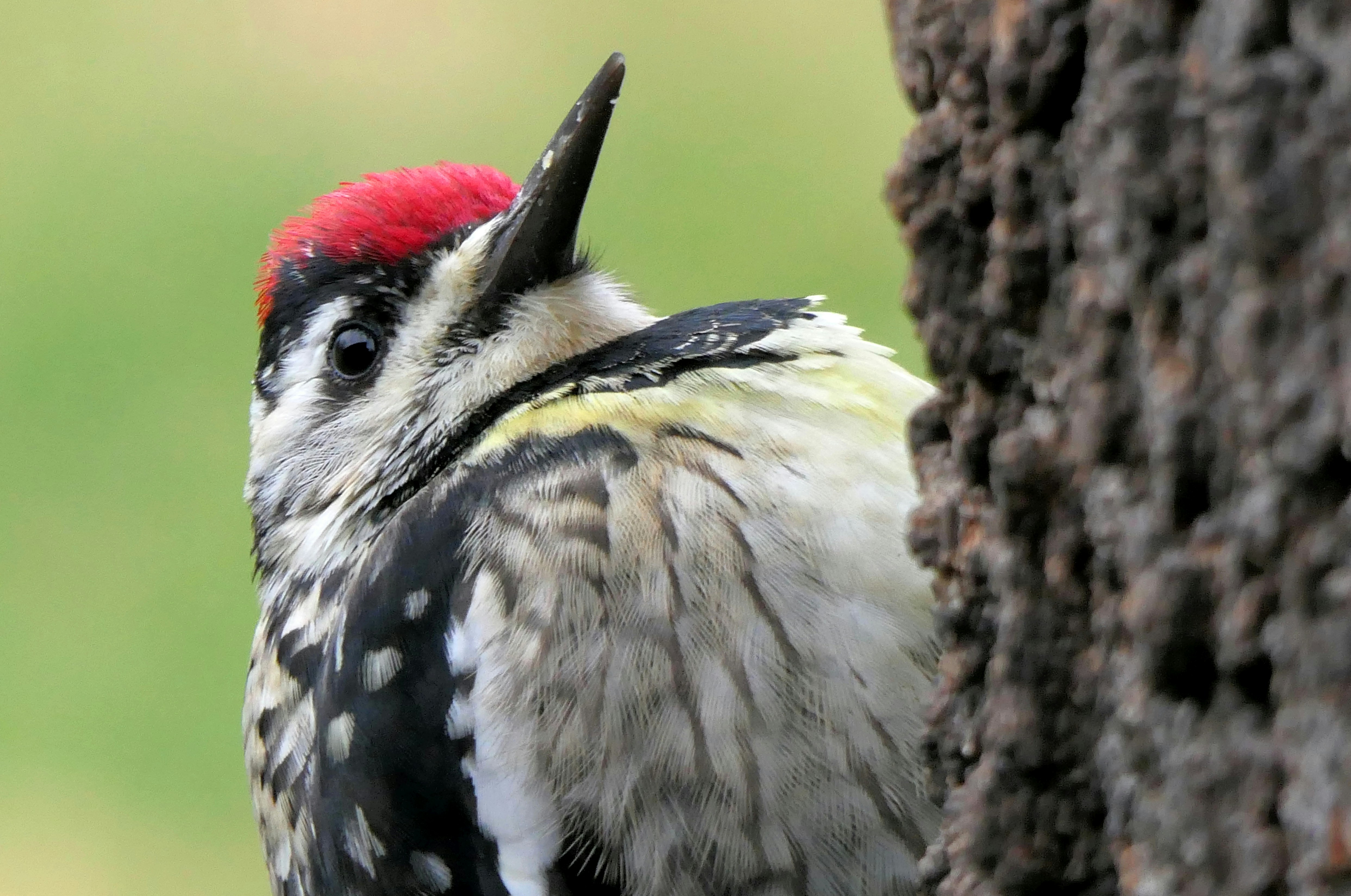 Yellow-bellied sapsucker looks up from a tree.