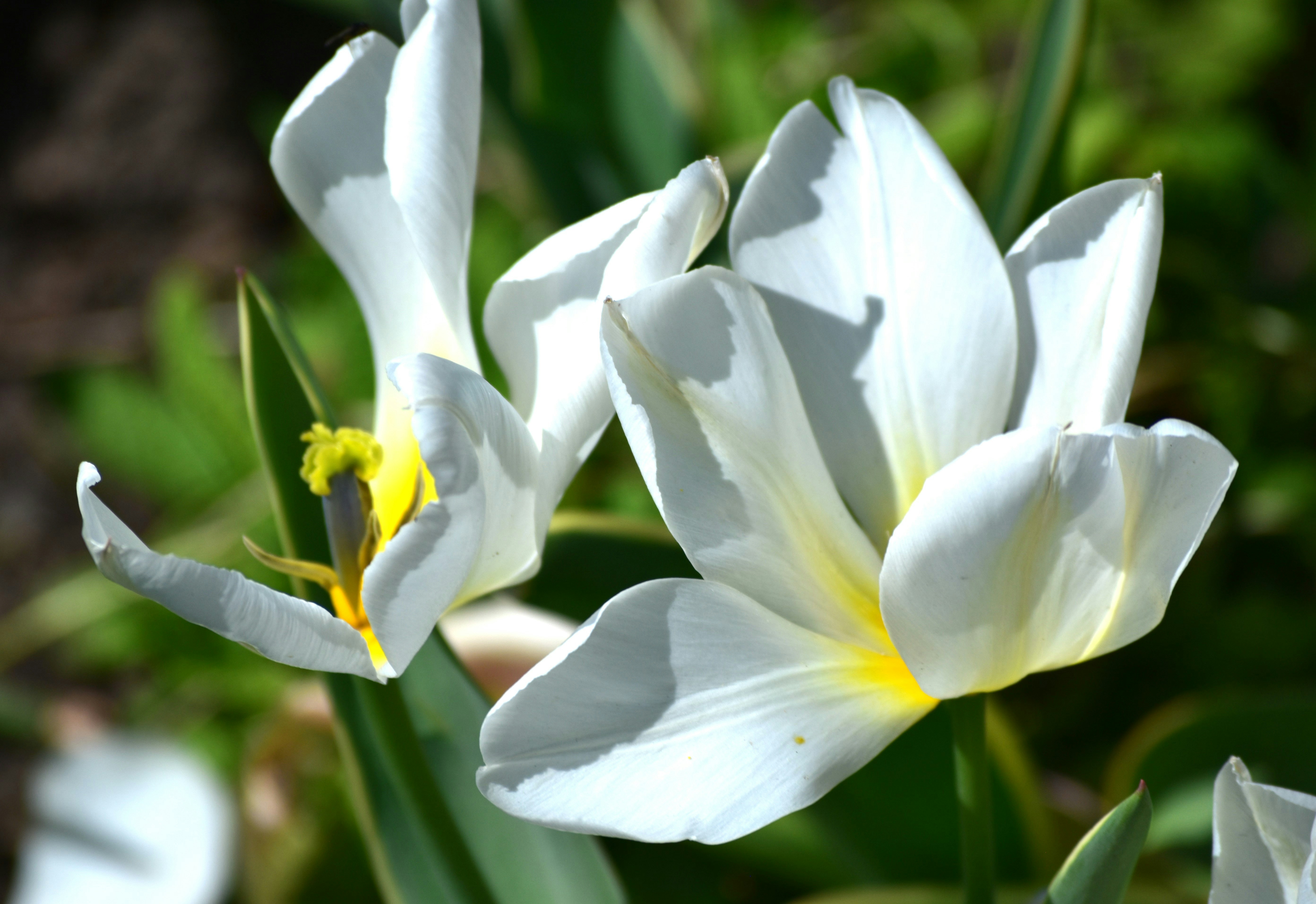 Photo by danielelarosa