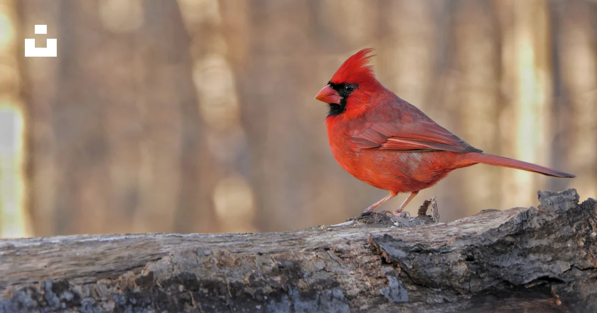 Cardinal Texture A red cardinal bird perches on a log. photo – Free Texture Image on ...