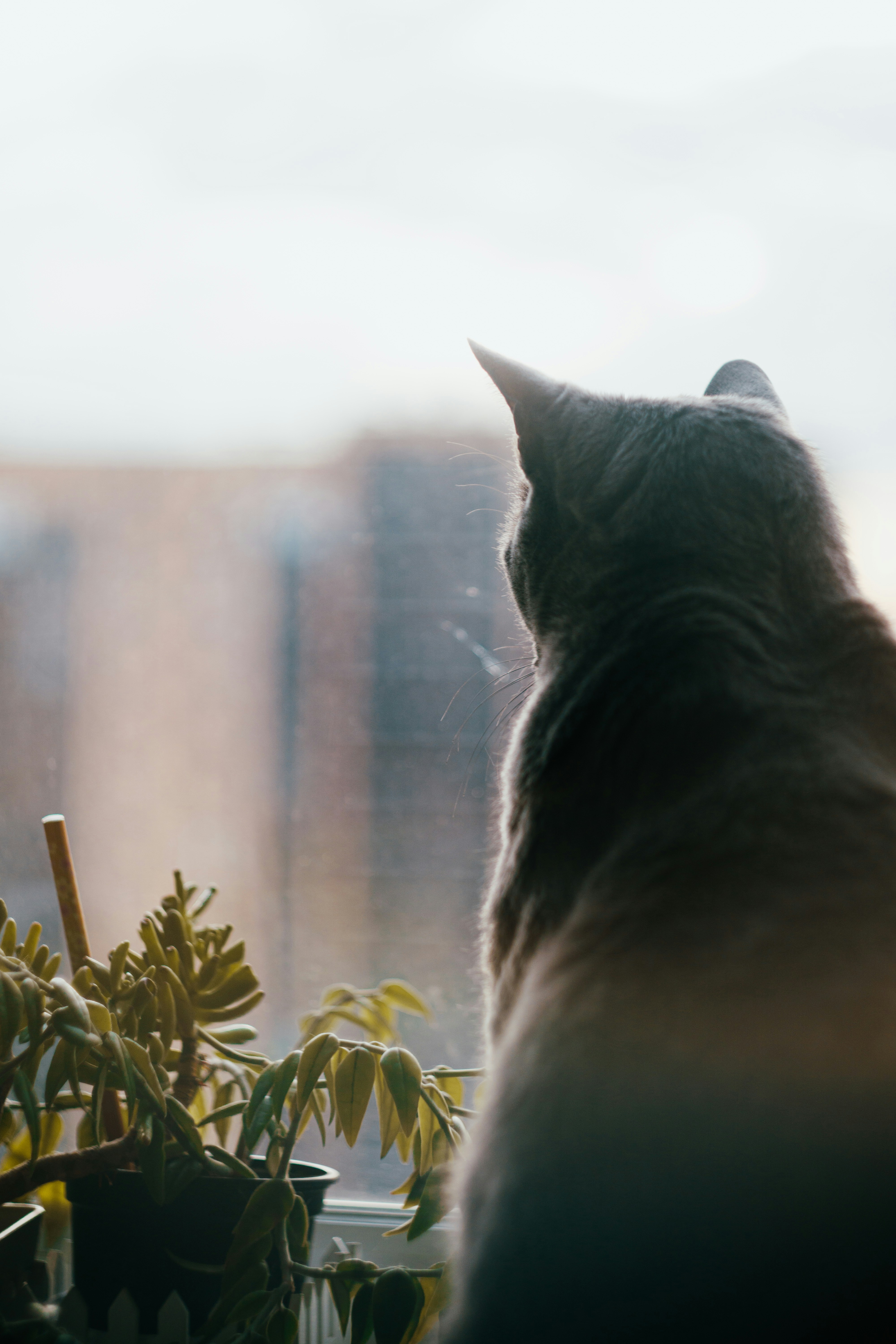 Daily Watch Party: Evening Lights and Birds (image credits: unsplash)