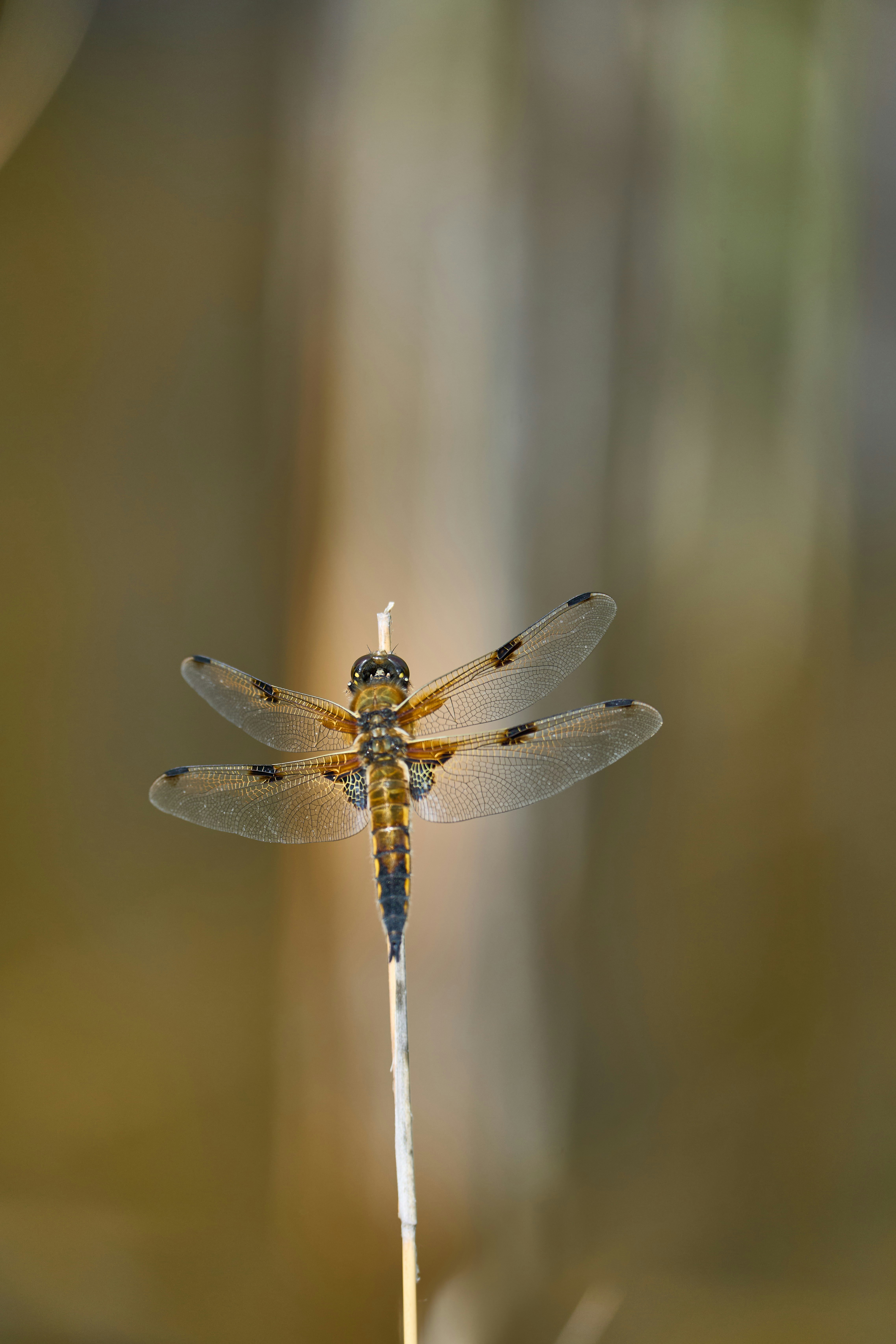 Photo by wolfgang_hasselmann