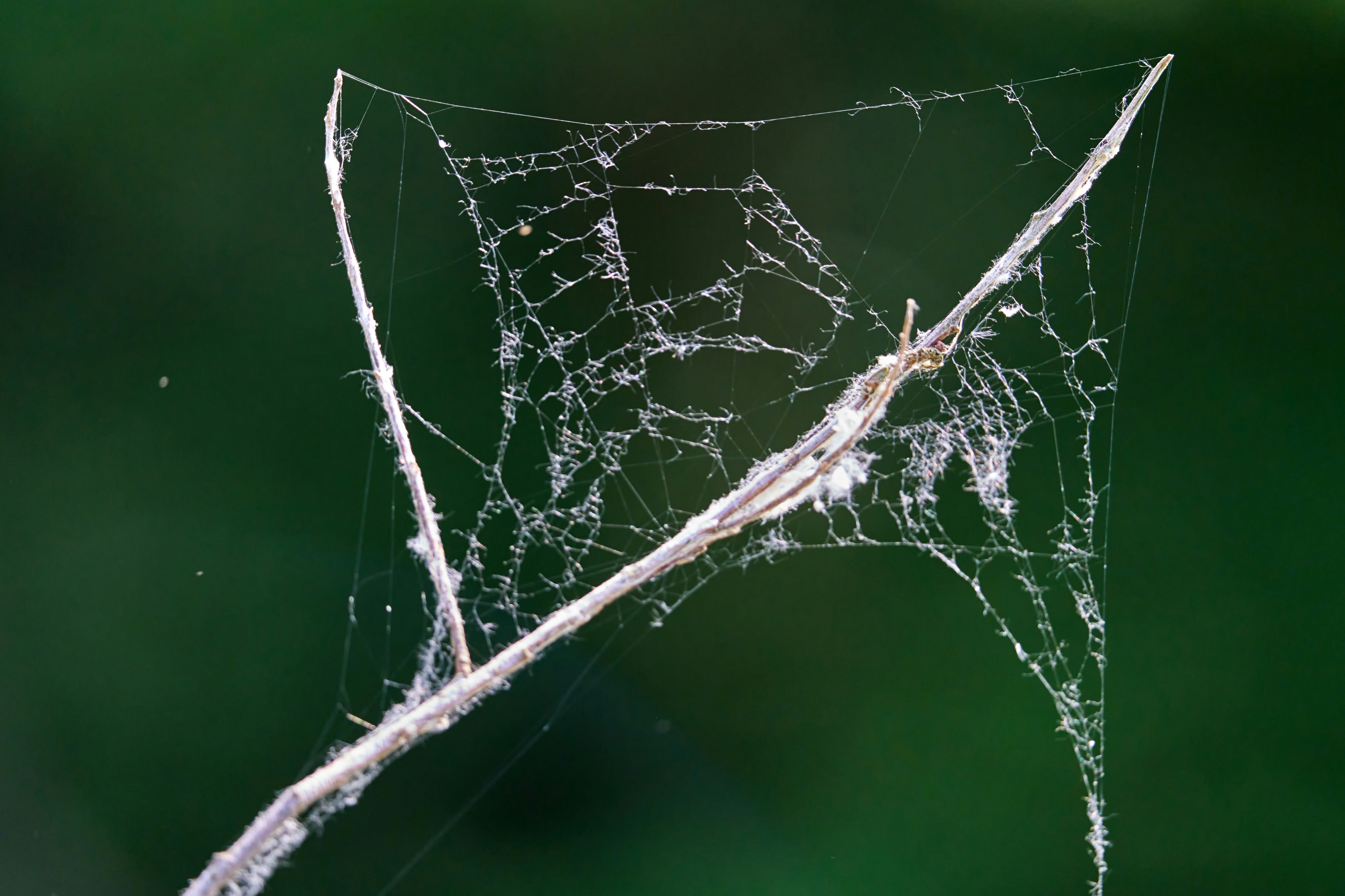A delicate spiderweb is woven on a branch.