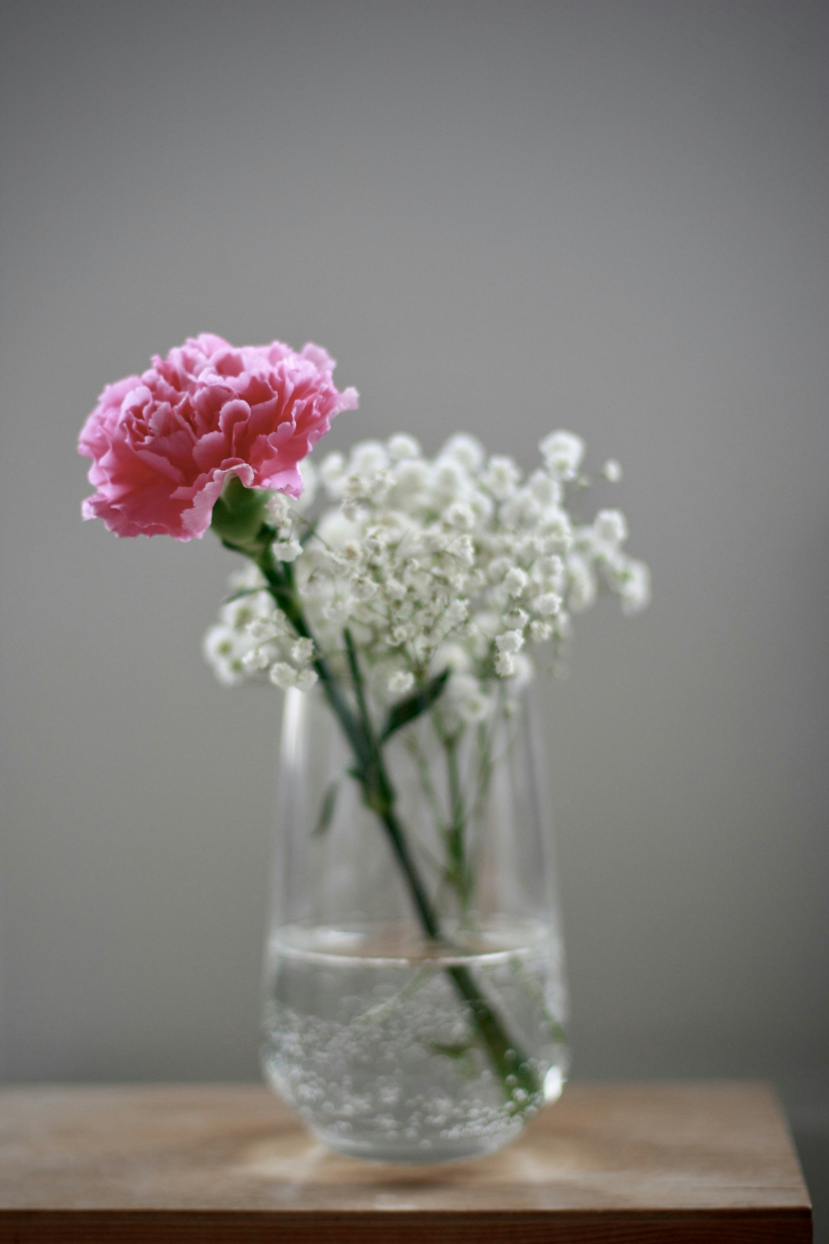 Rosa Nelke und Schleierkraut in einer Vase.