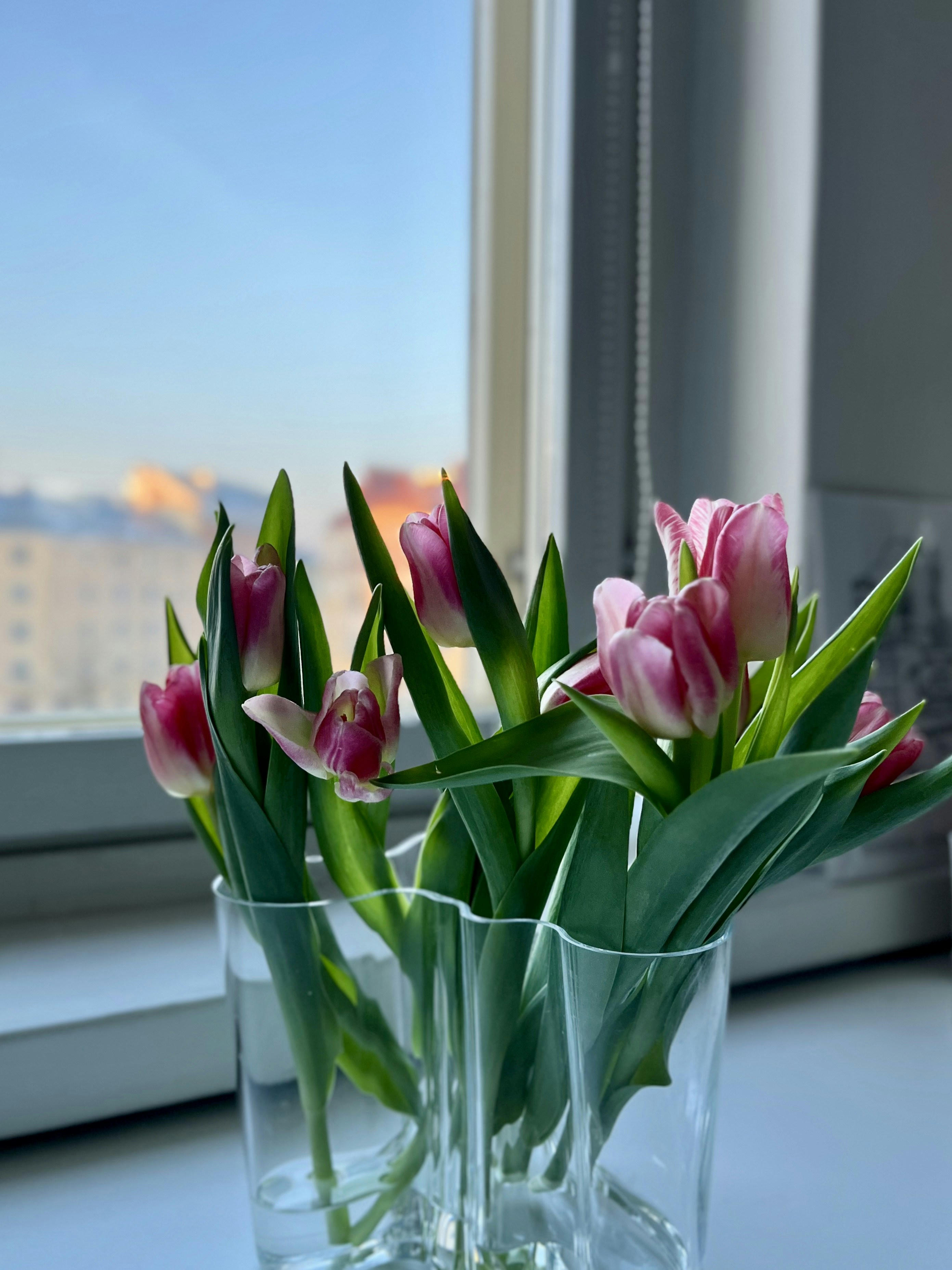 Rosa Tulpen in einer Vase am Fenster.