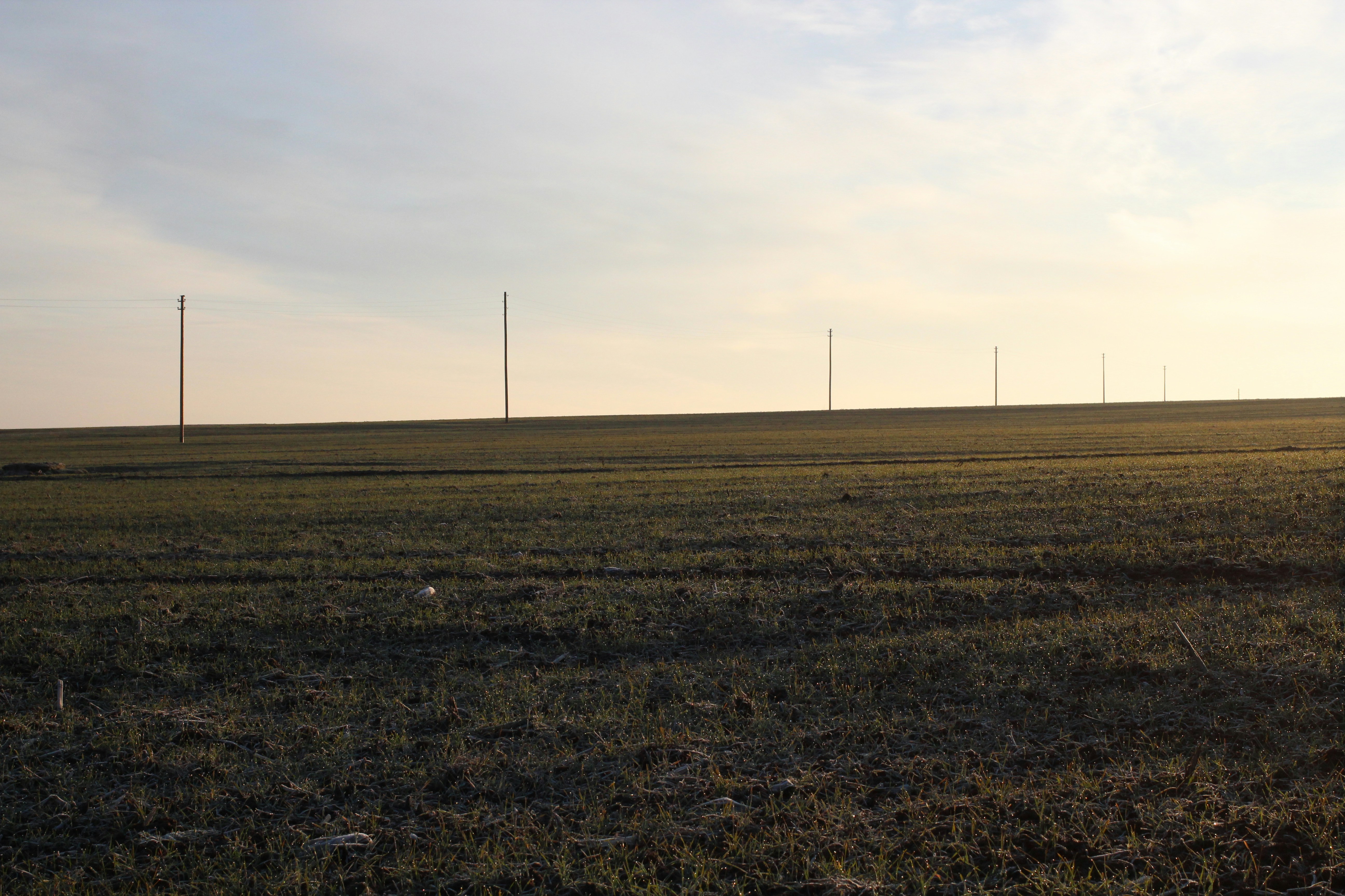 Field with poles under a hazy, bright sky.