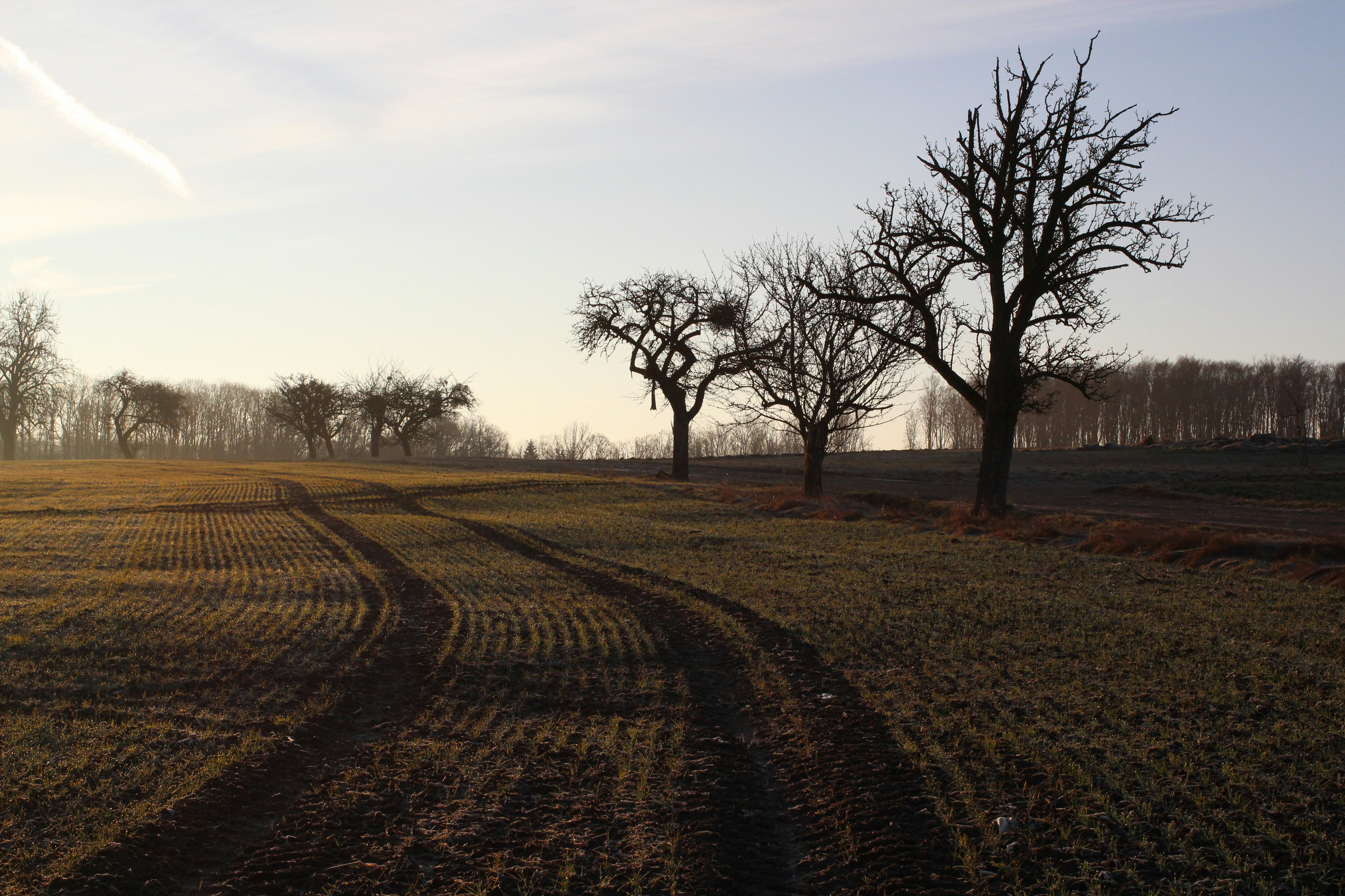 Bare trees stand on a field, tractor tracks visible.