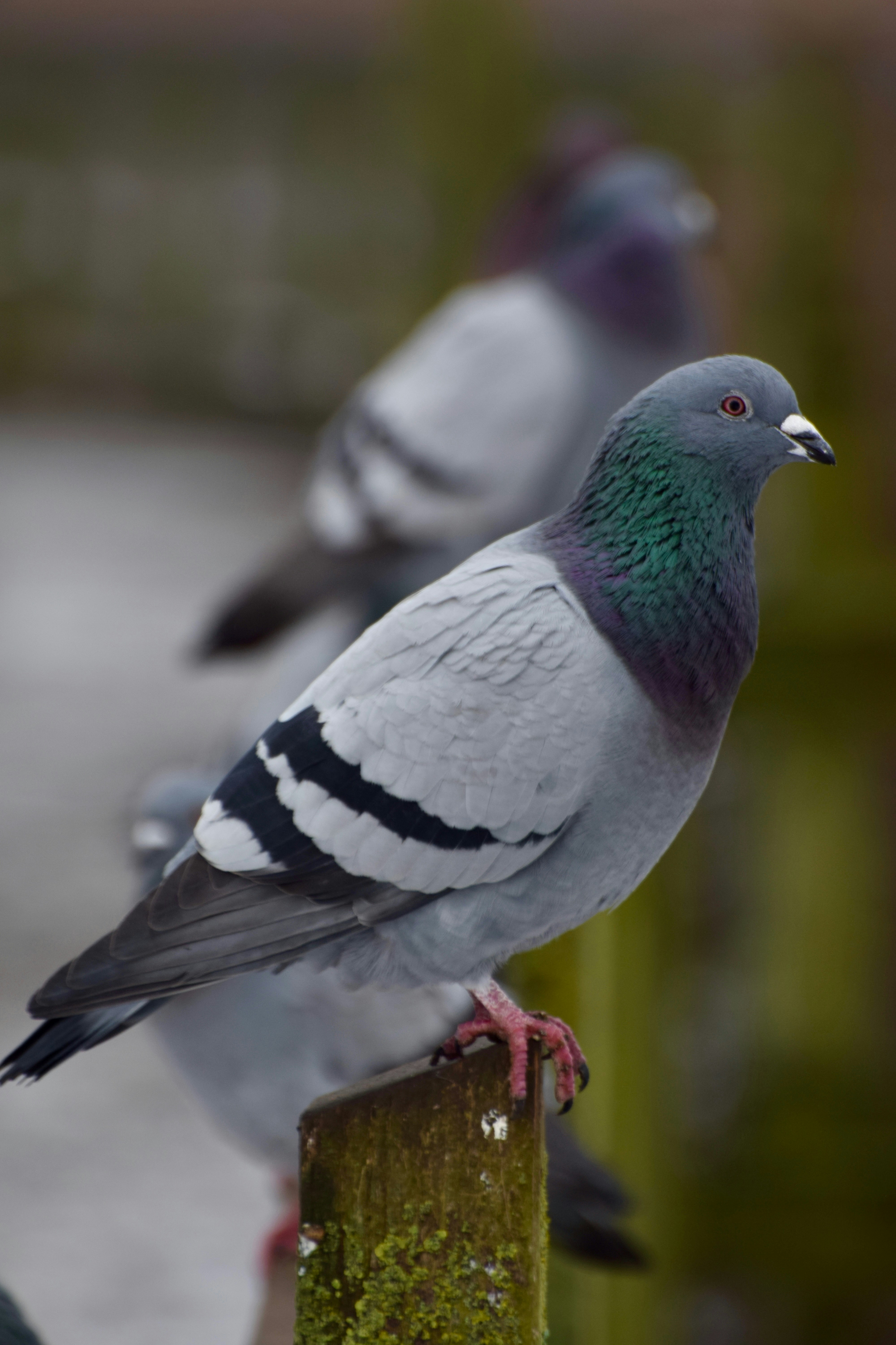 Photo by beardynature