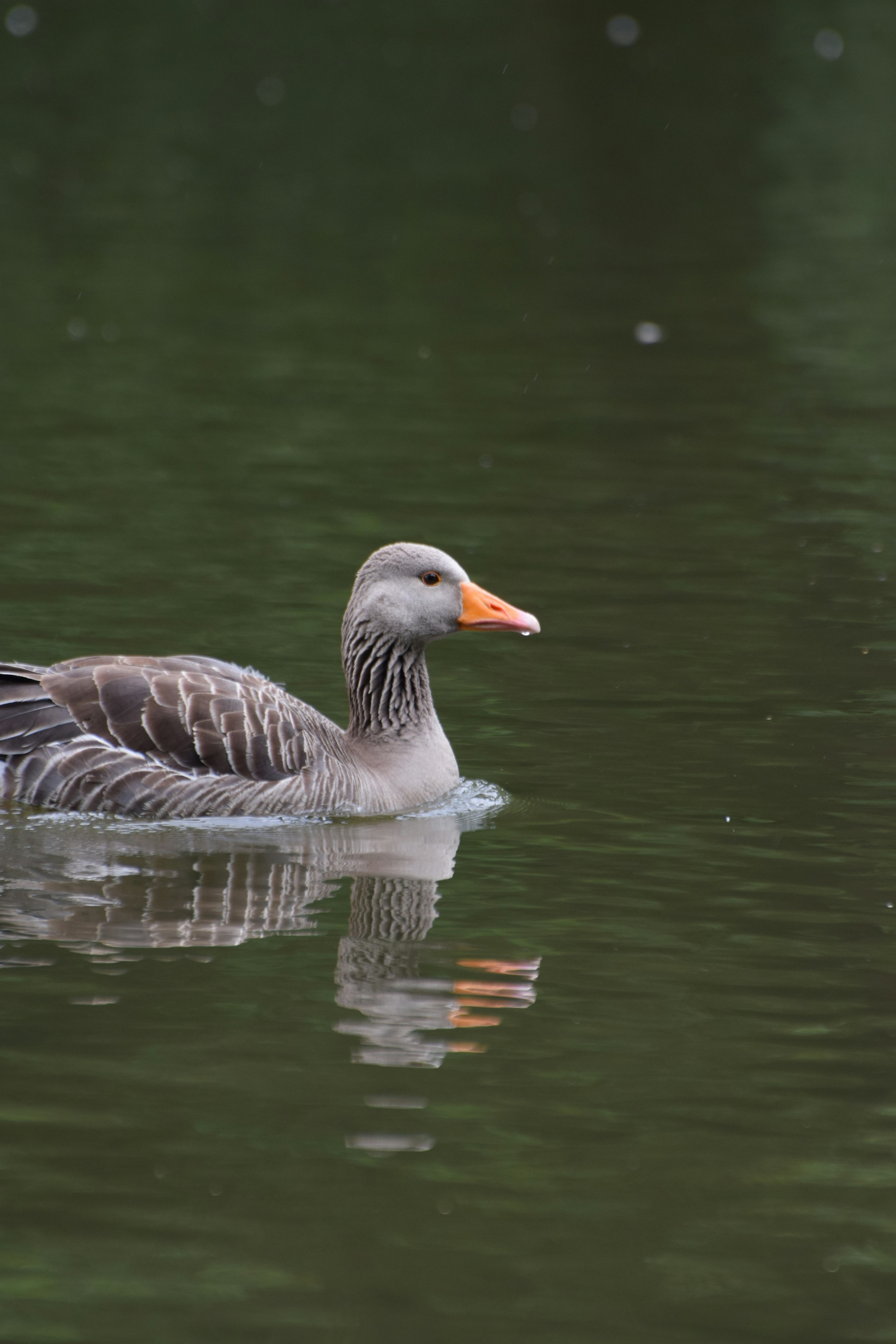 Photo by beardynature