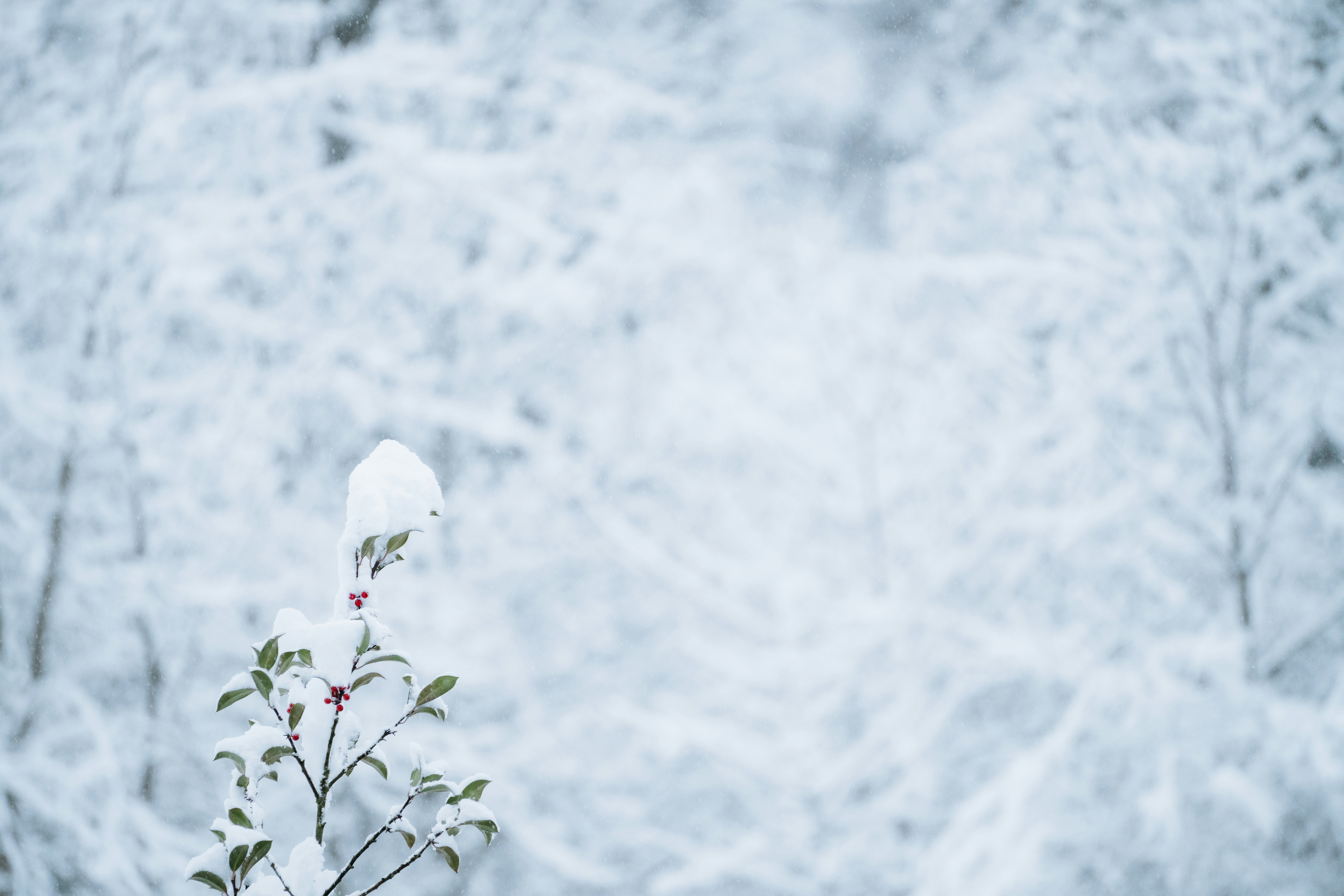 Photo by anthonygomez