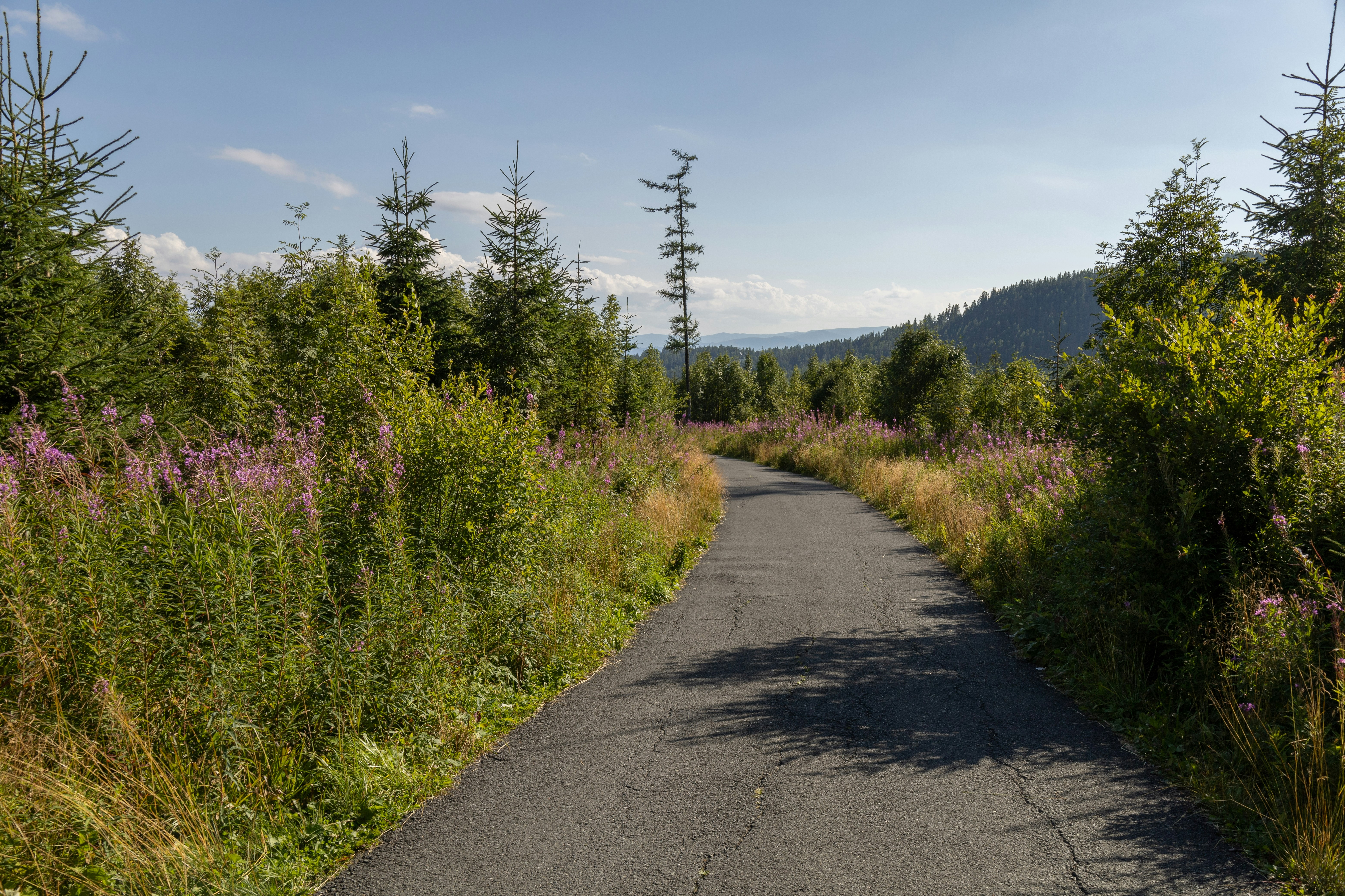 A paved path leads through lush greenery.