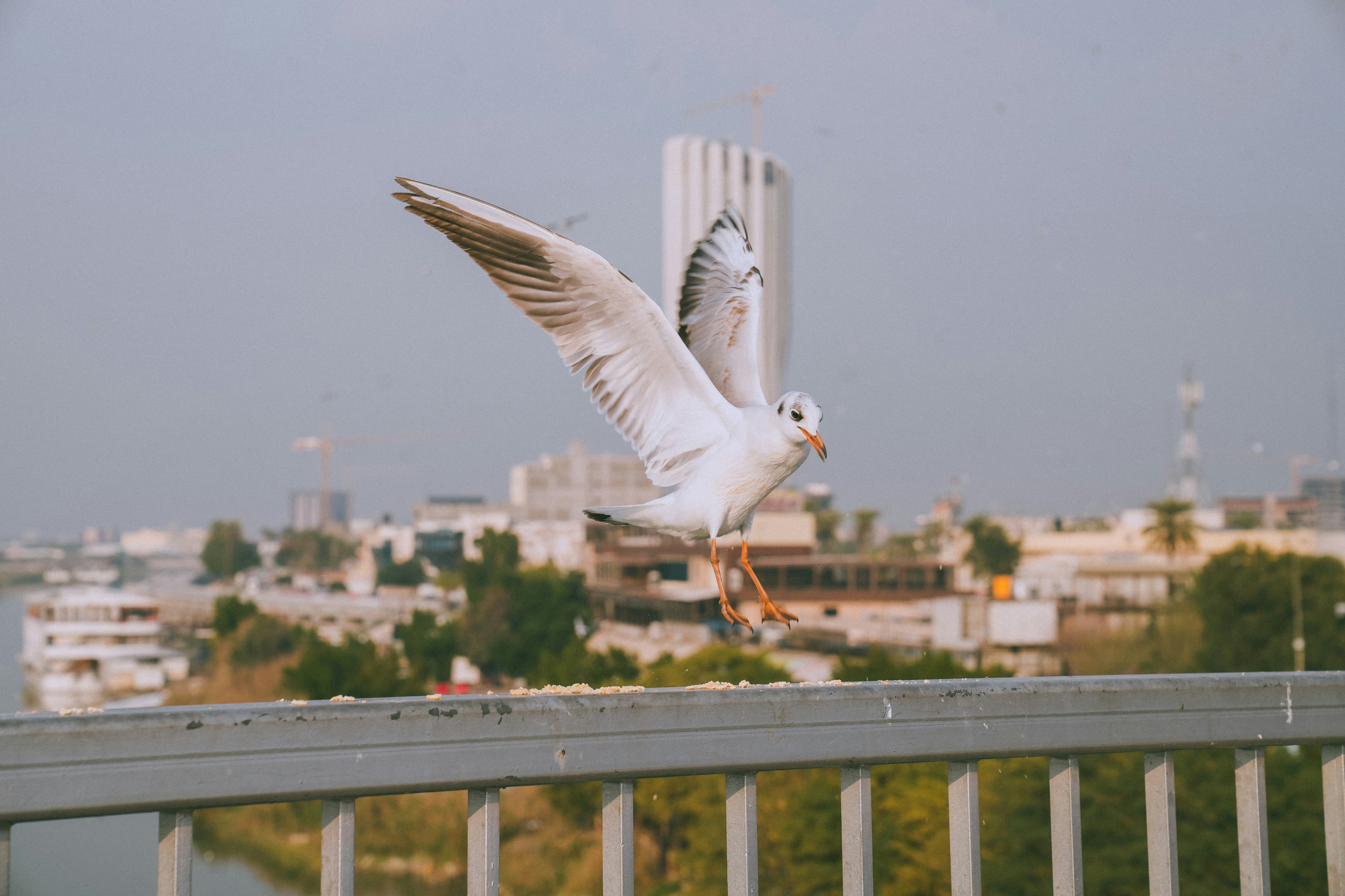 A seagull is taking flight over a cityscape.