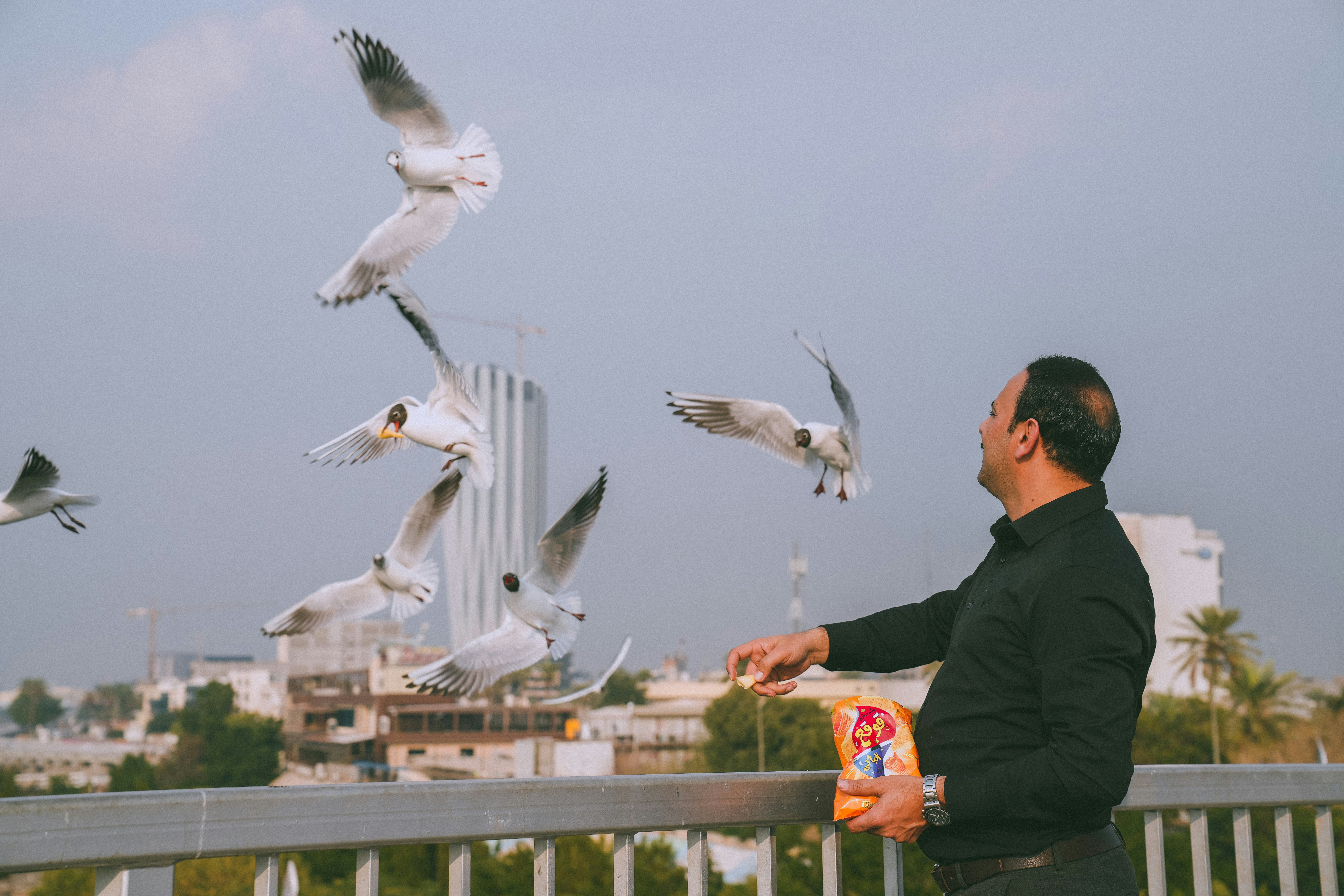 Man feeds seagulls on a bridge.