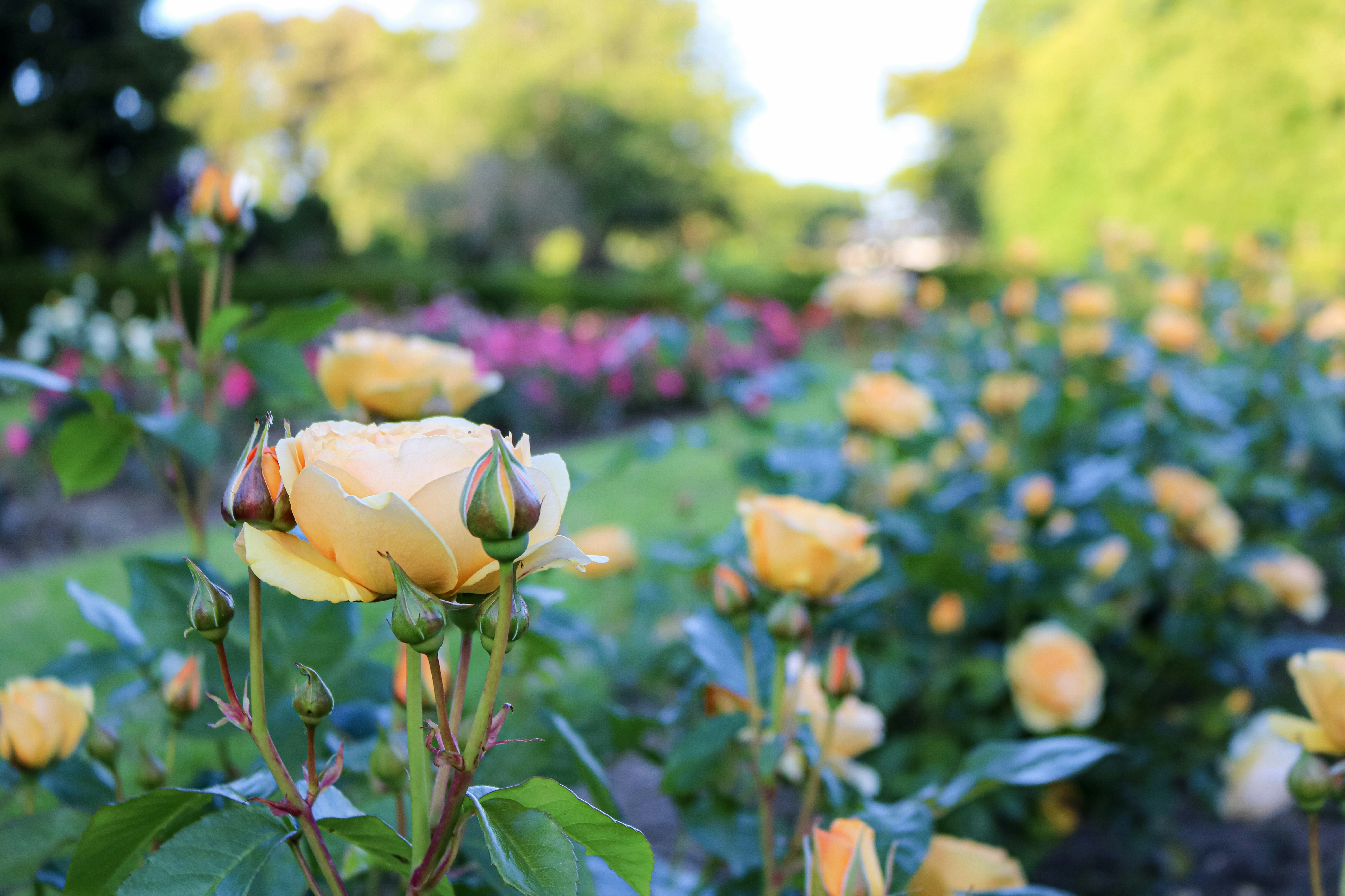 Rosas amarelas florescem em um belo jardim.
