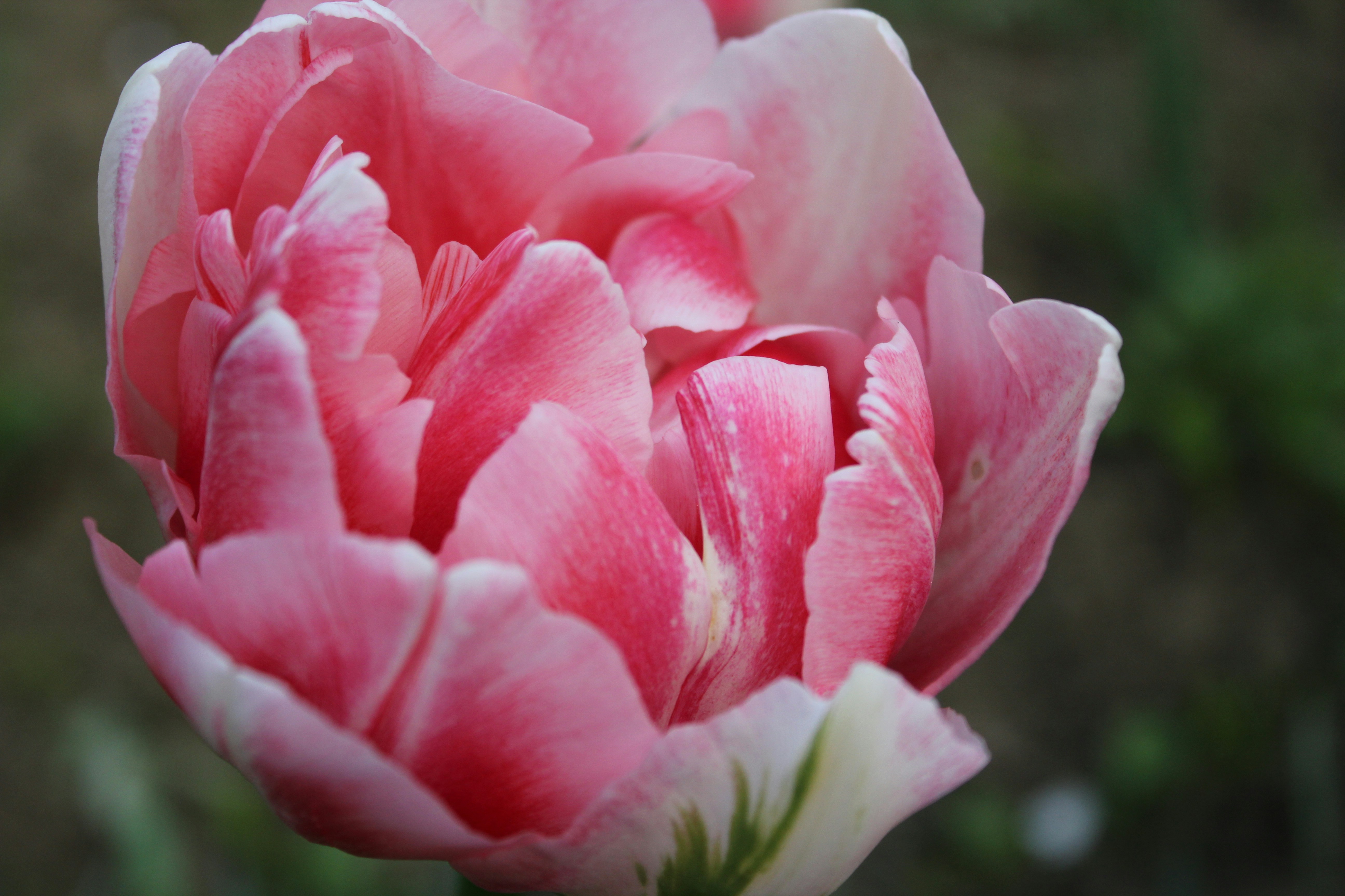 Photo by fotografialuivlad