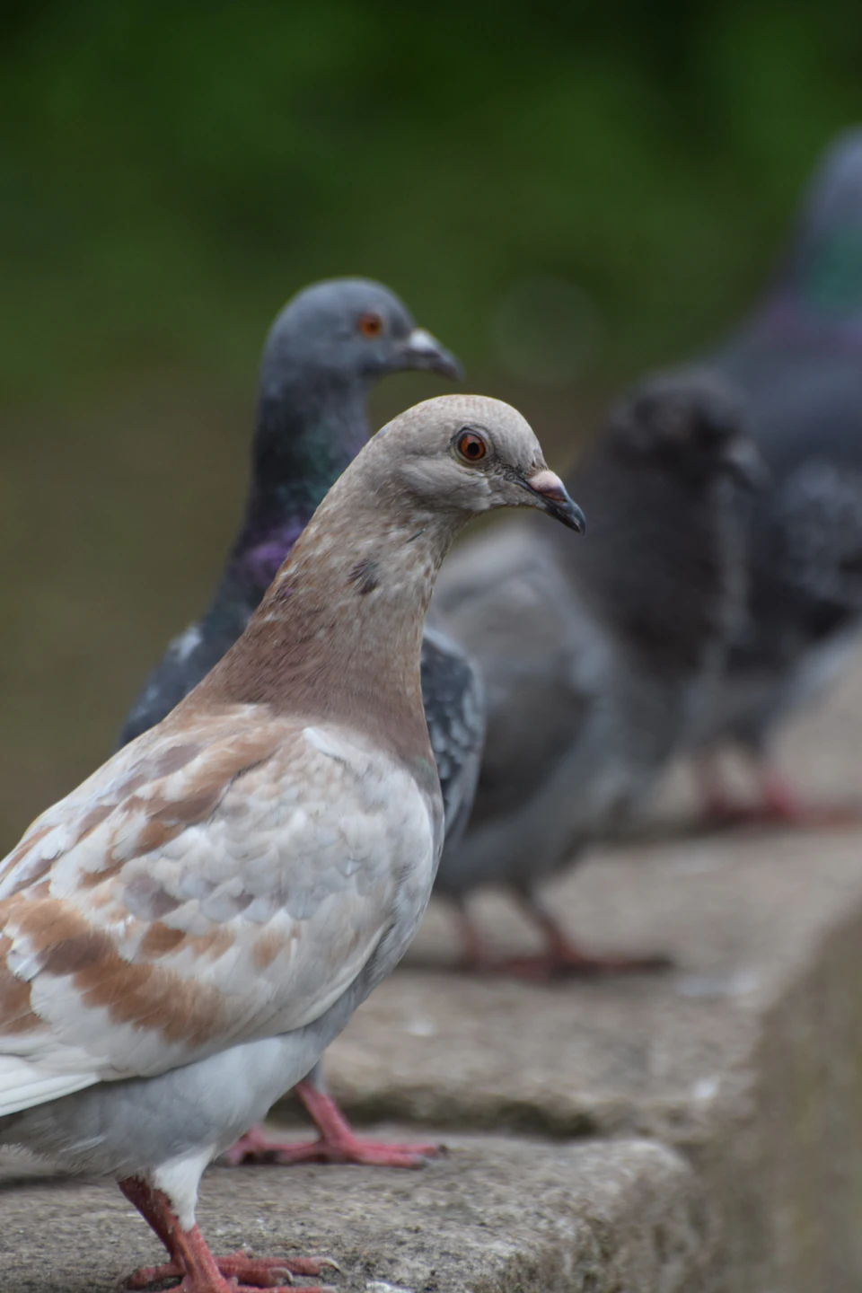 Four pigeons perch on a stone wall, each facing a unique direction simultaneously