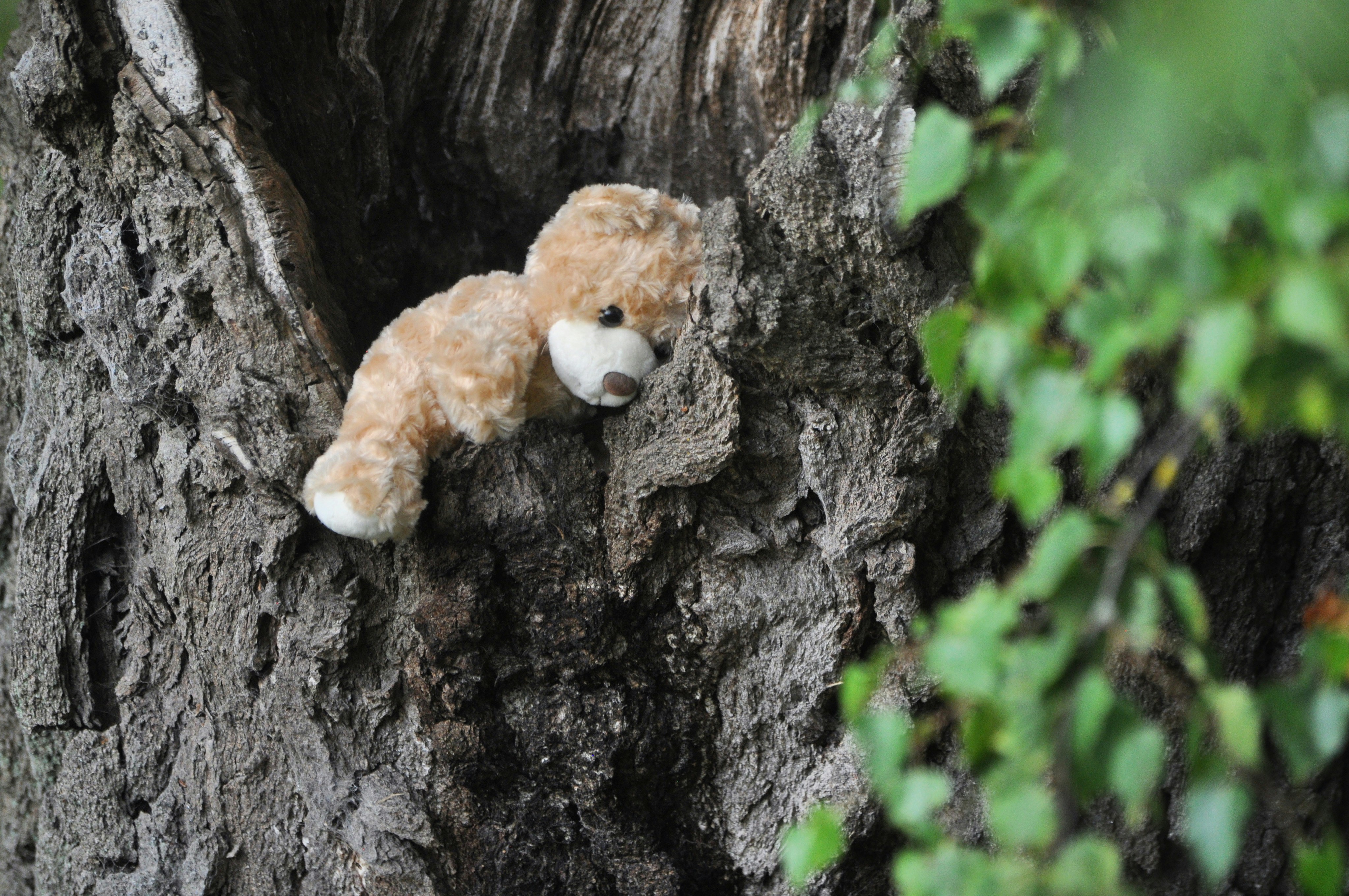 Photo by beardynature