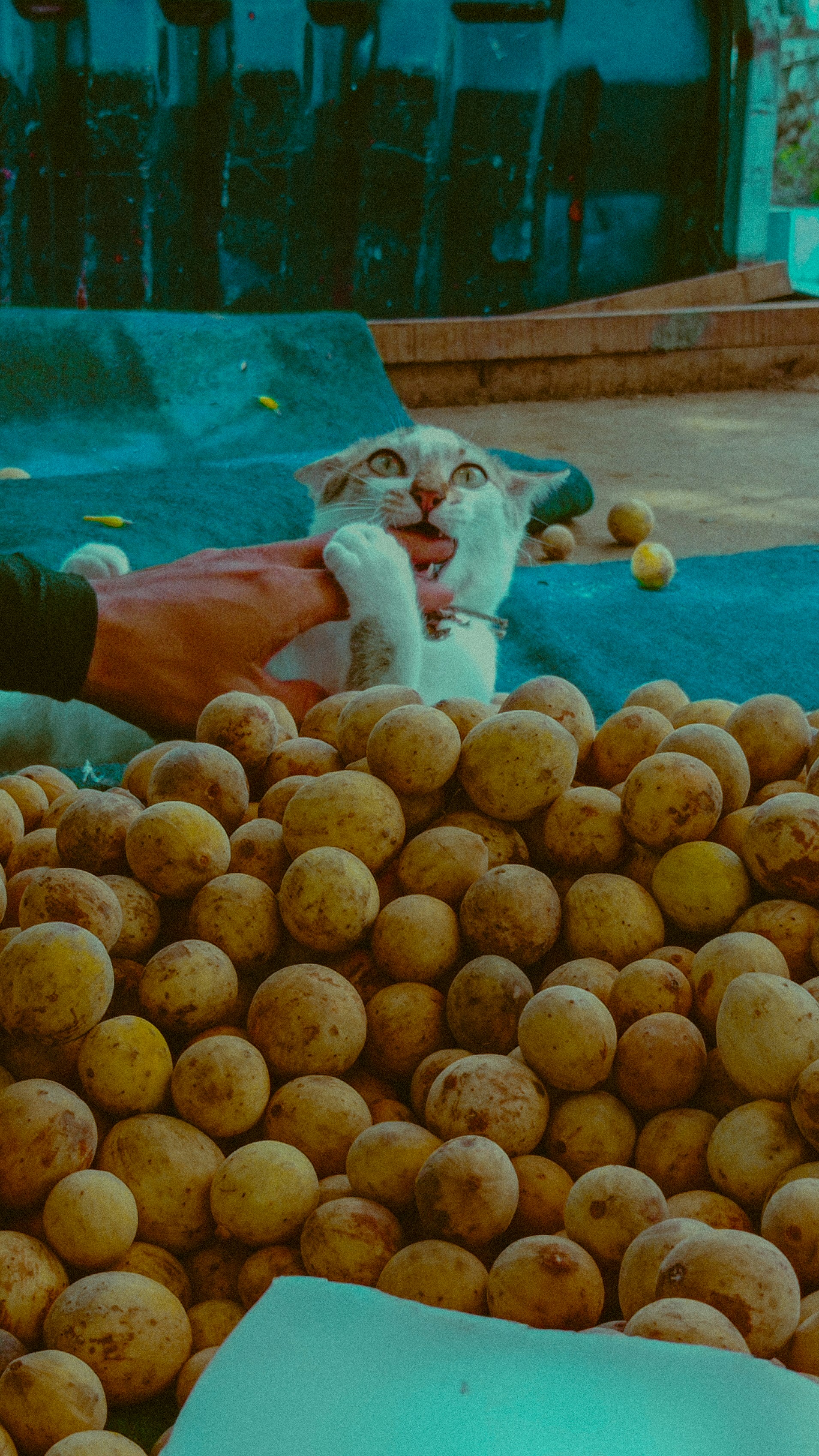 Do Cats Recognize Other Animals in Photos? (image credits: unsplash)