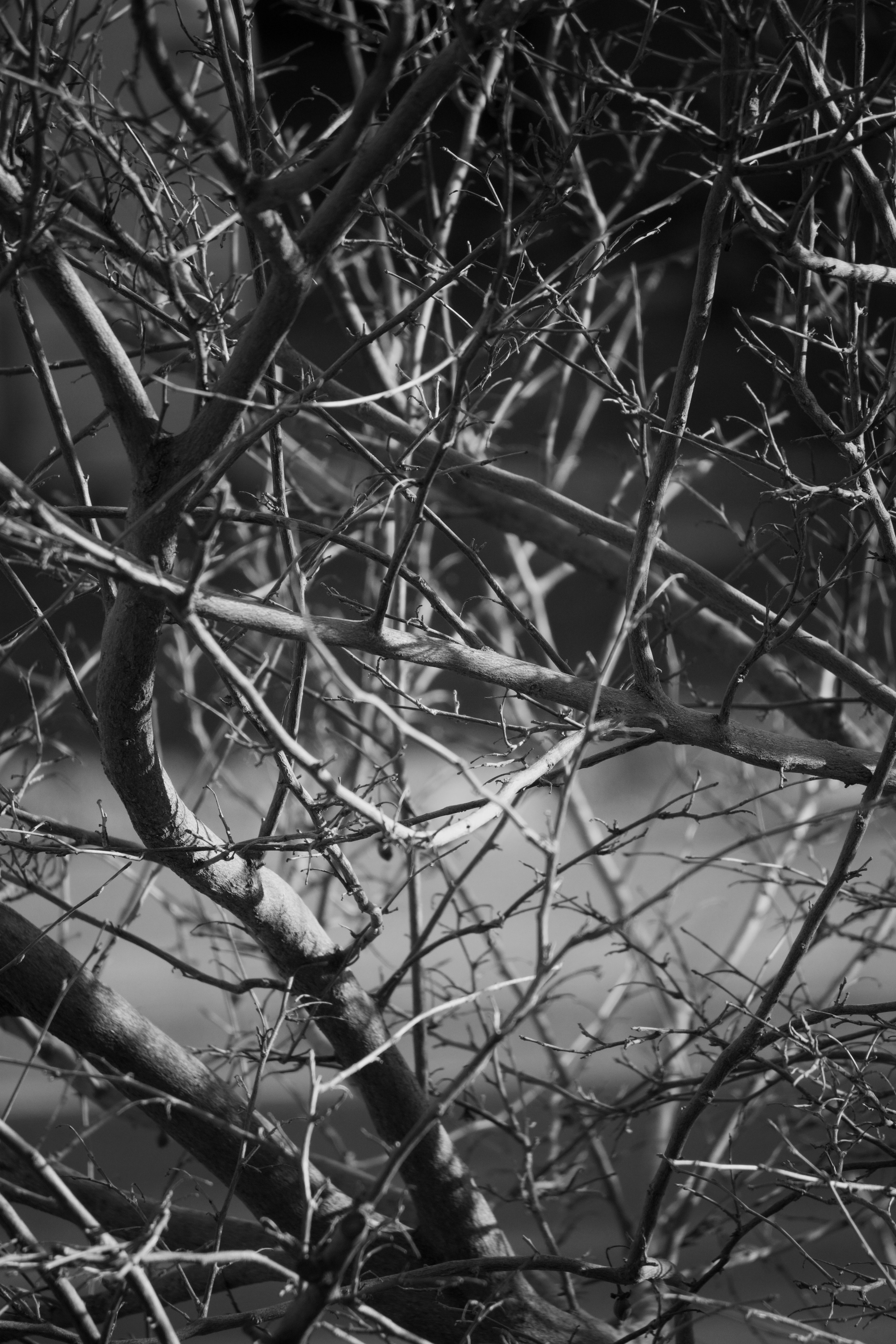 Photo by sarguninder