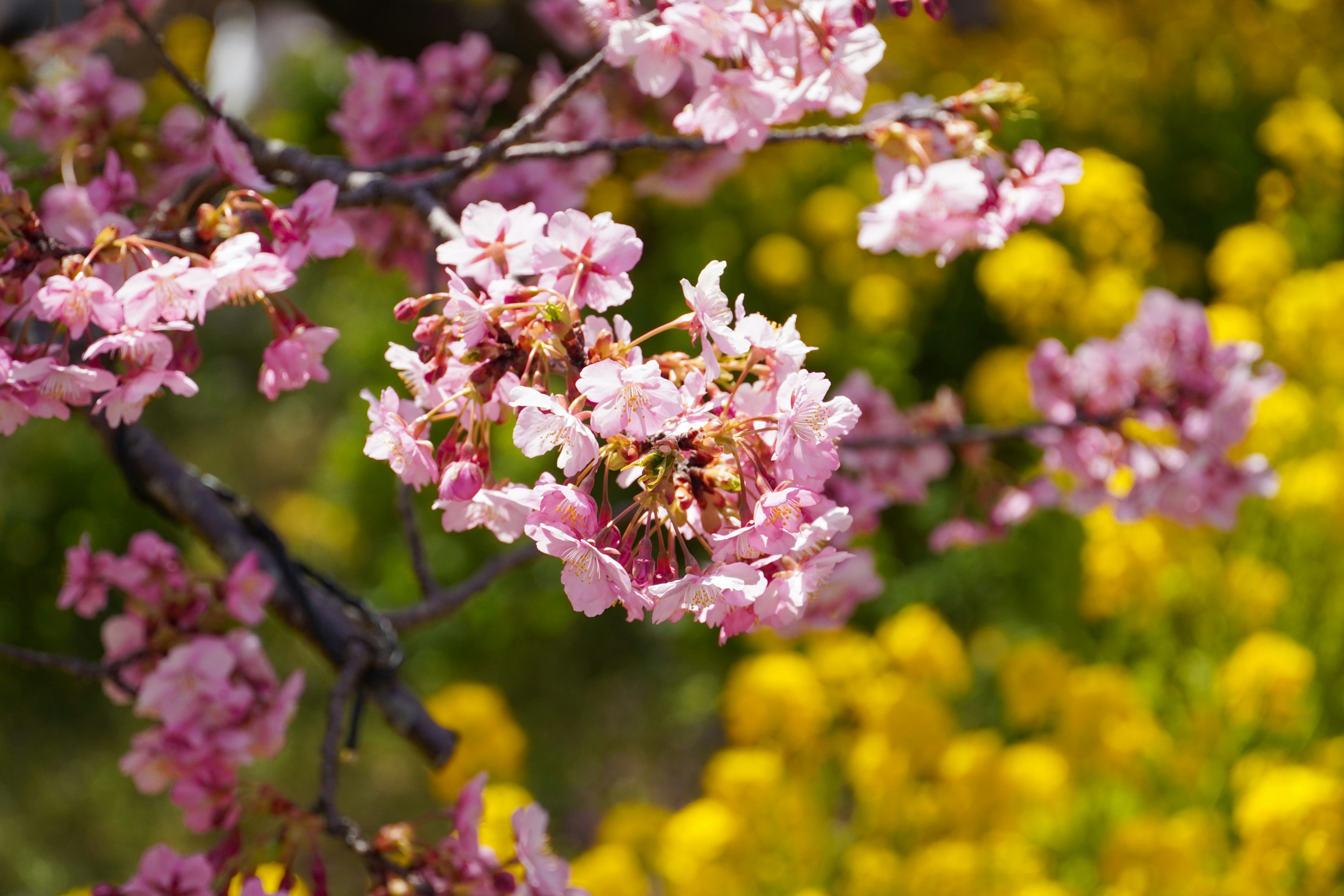 Photo by dsnphotography