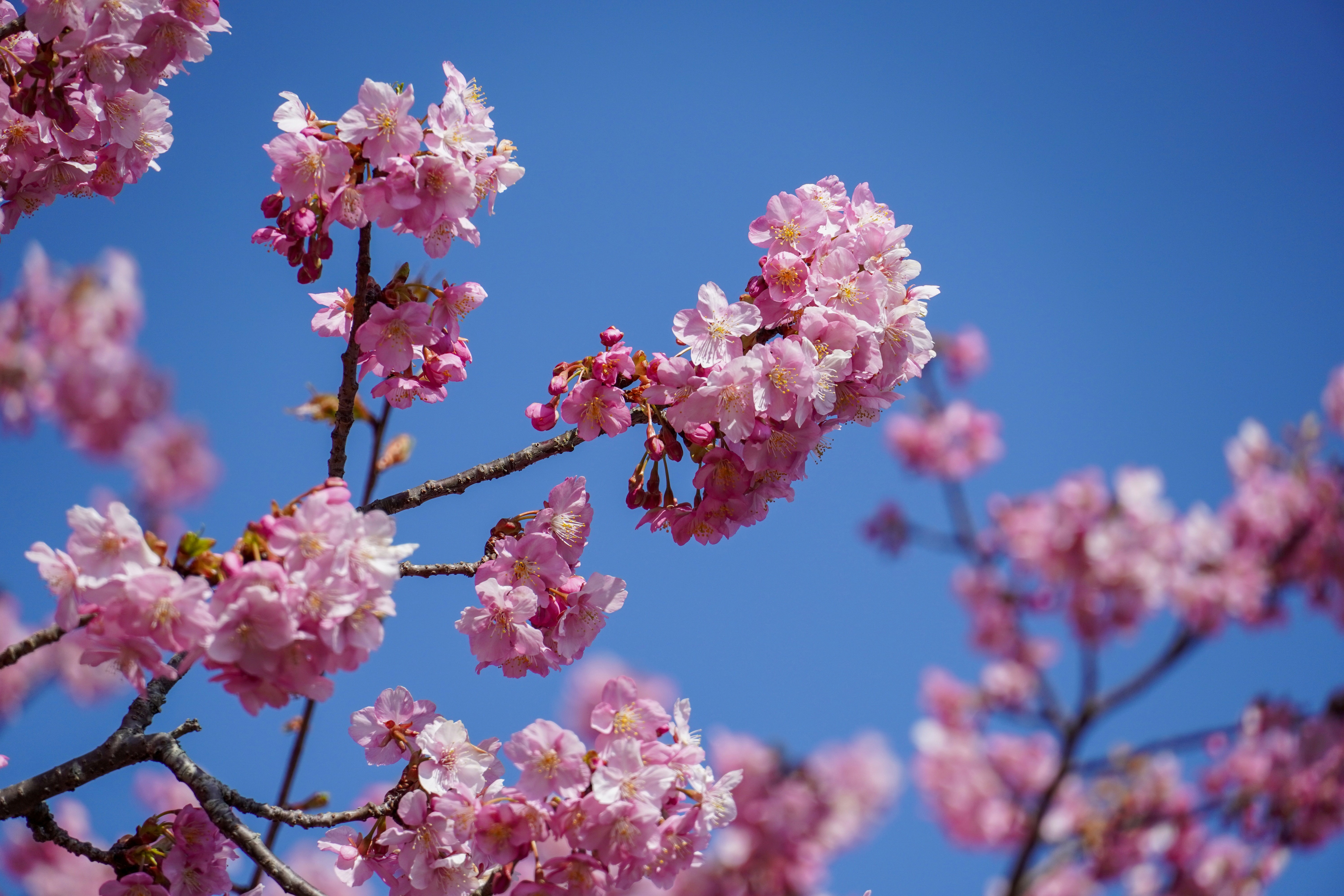 Photo by dsnphotography