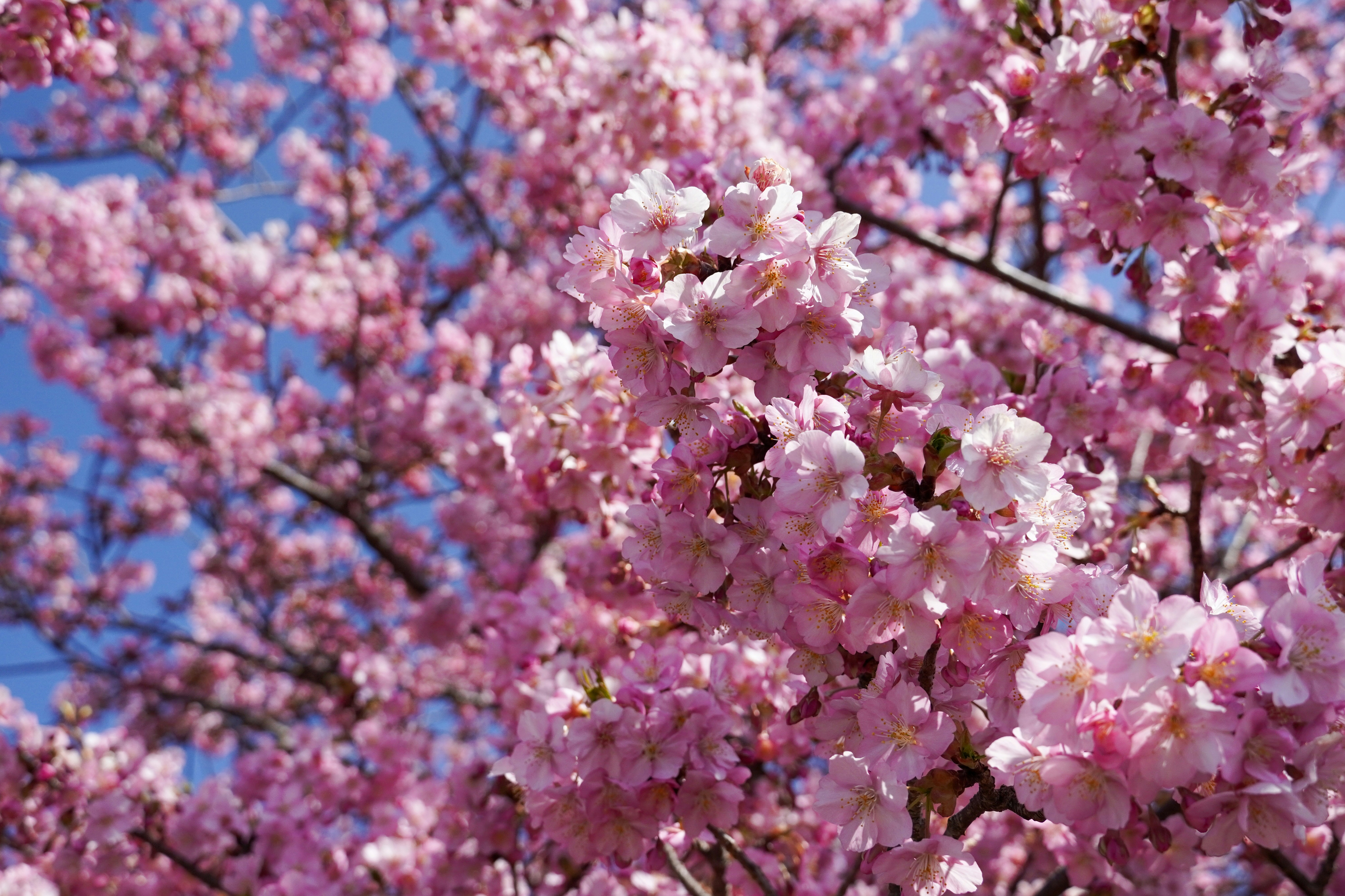 Photo by dsnphotography