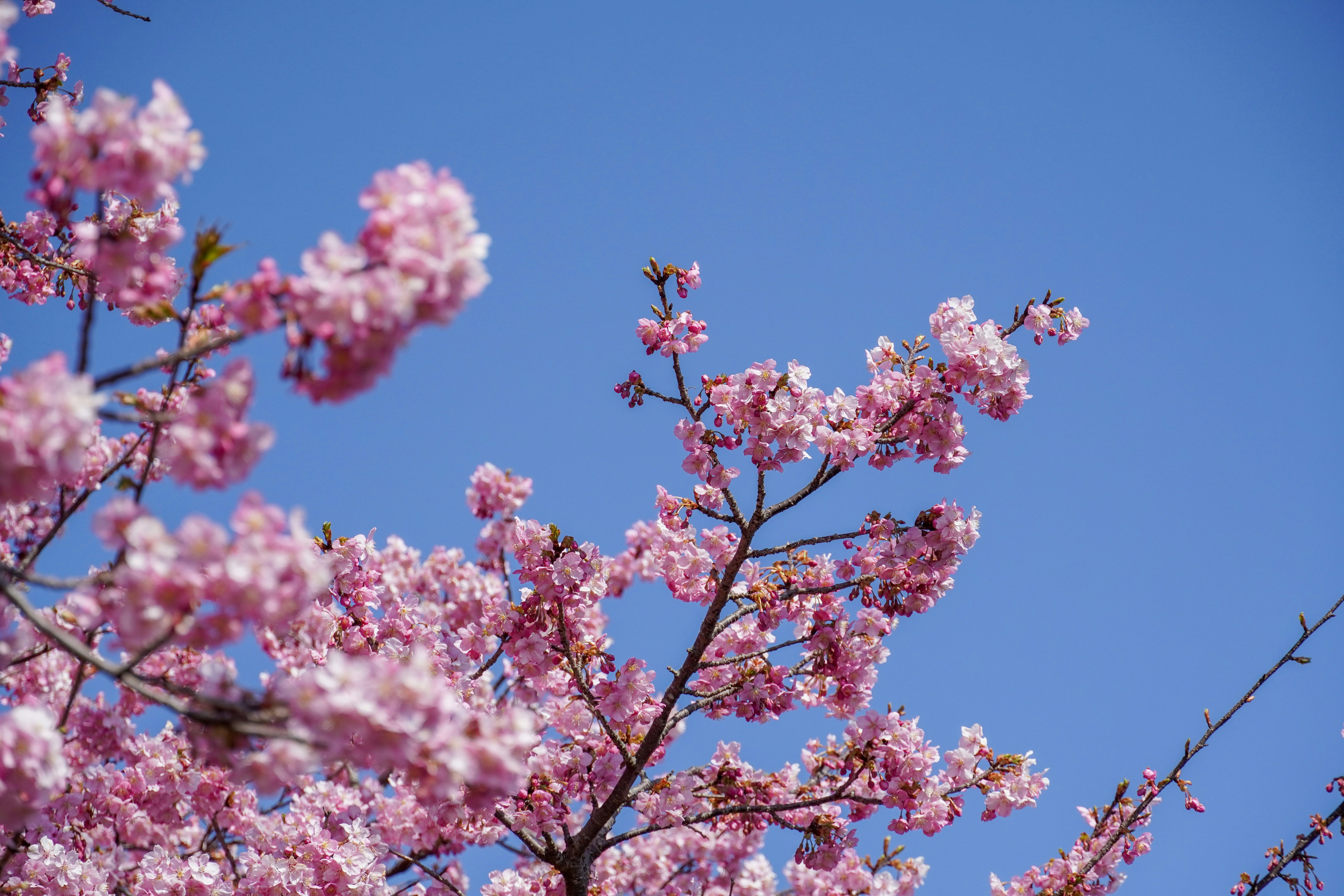 Photo by dsnphotography