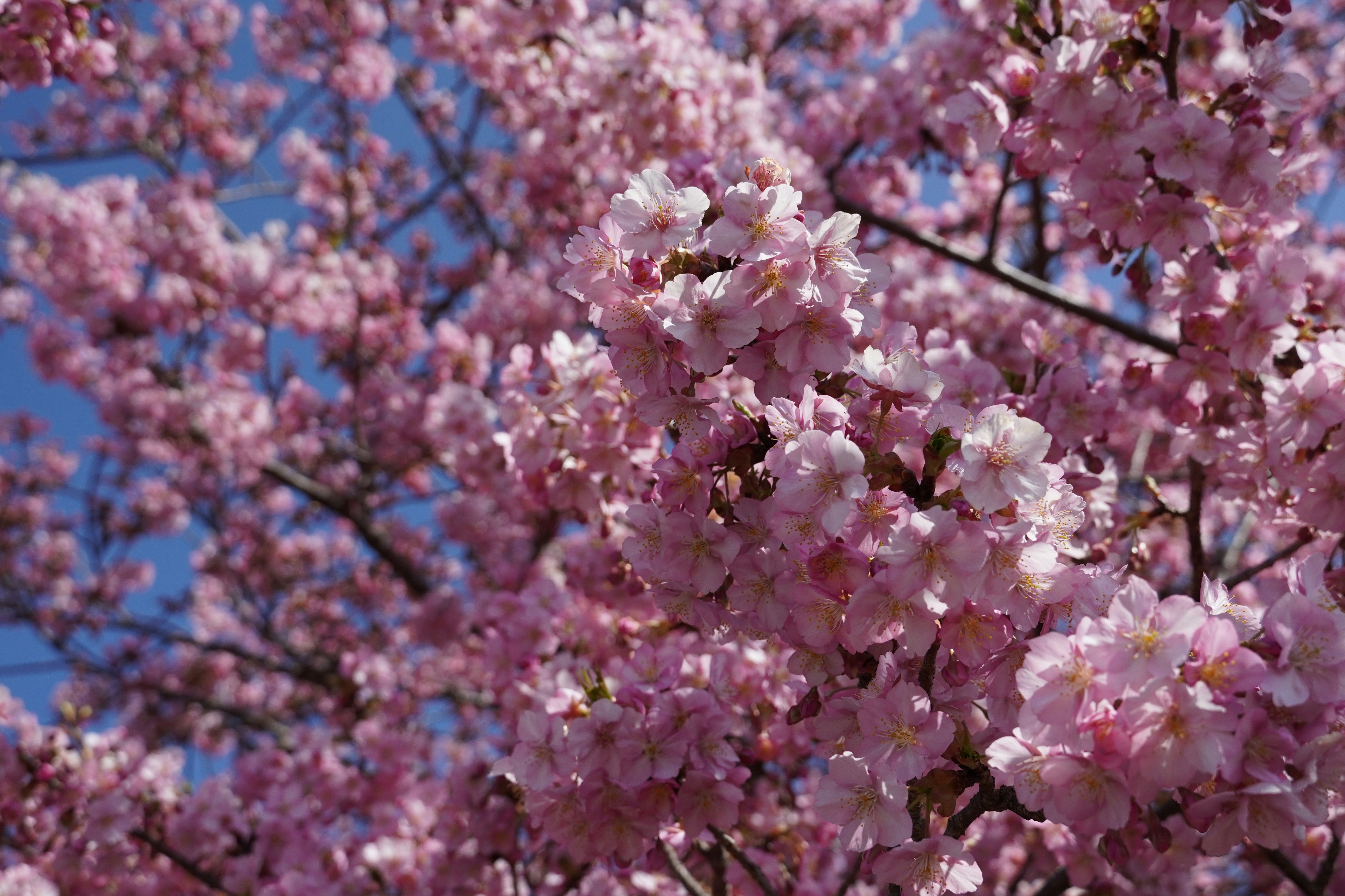 Photo by dsnphotography