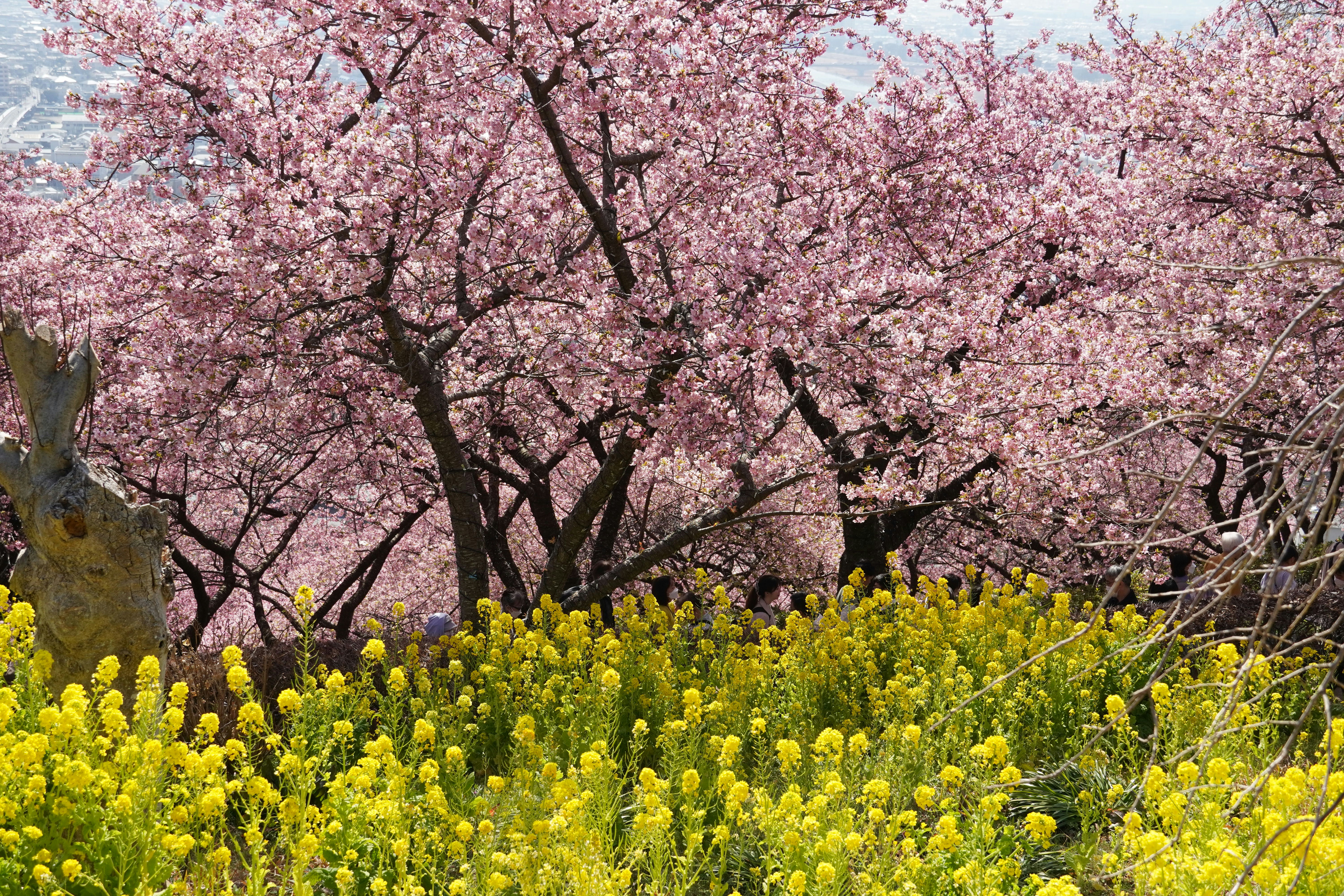 Photo by dsnphotography