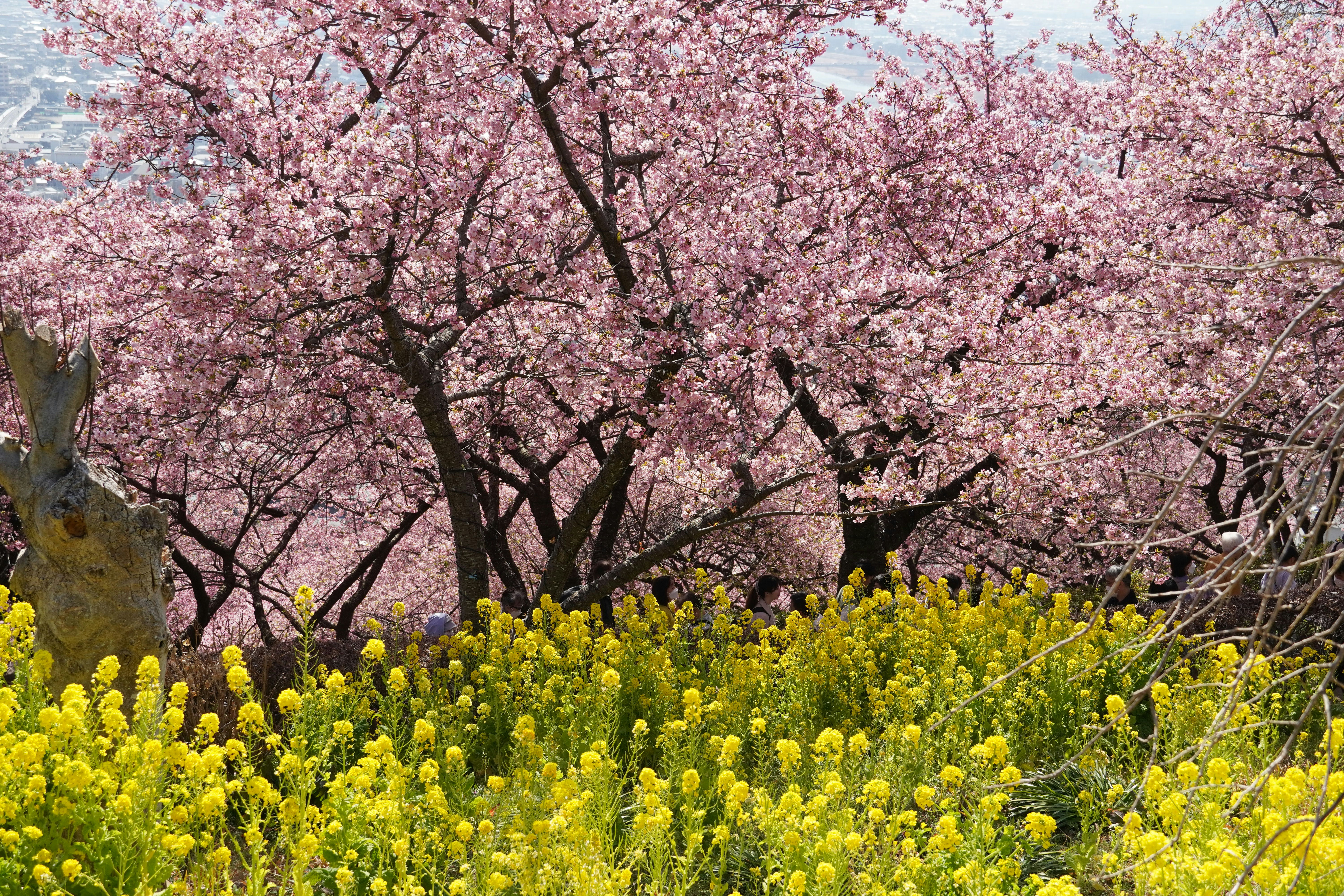 Photo by dsnphotography