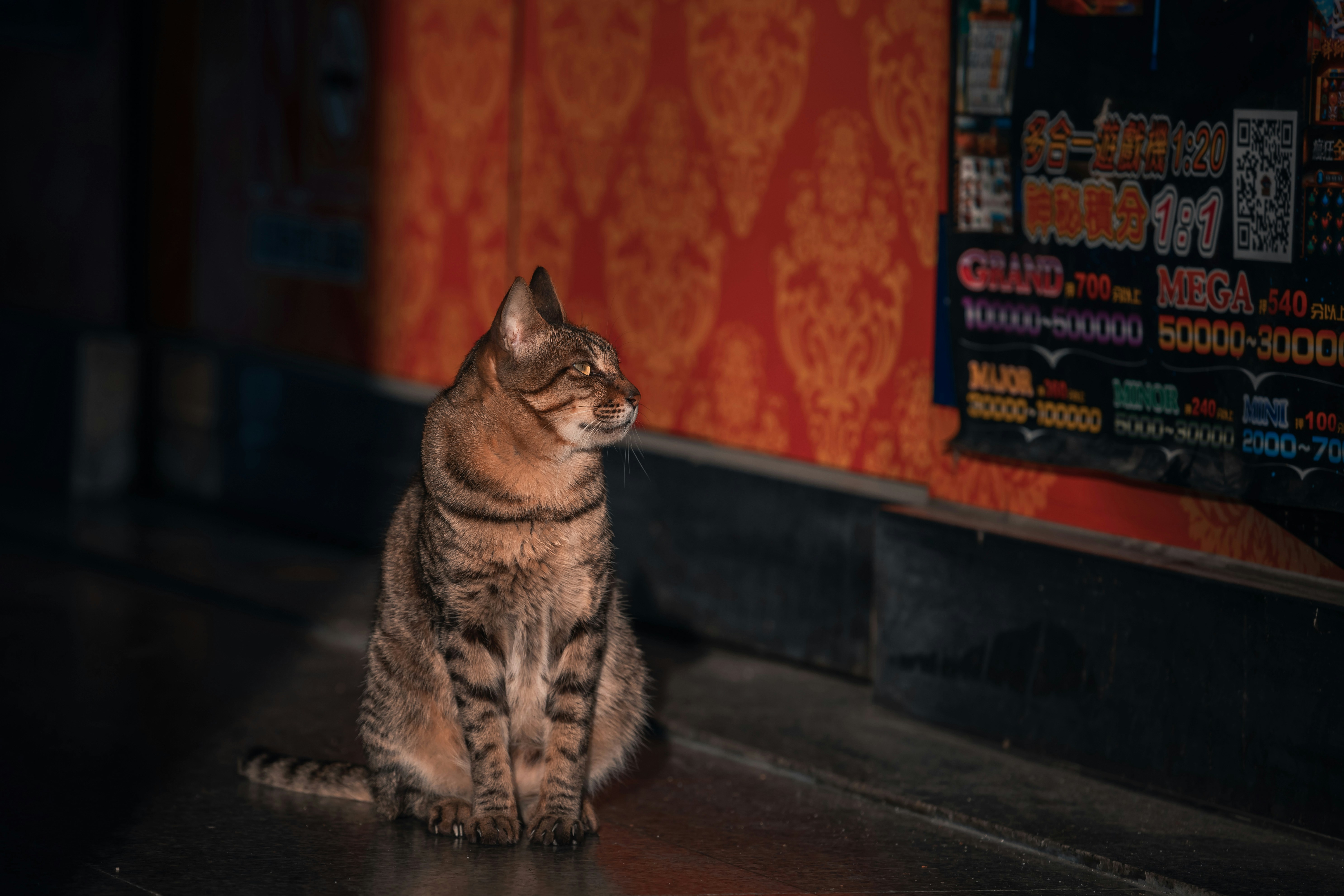 A cat sits and looks toward the right.