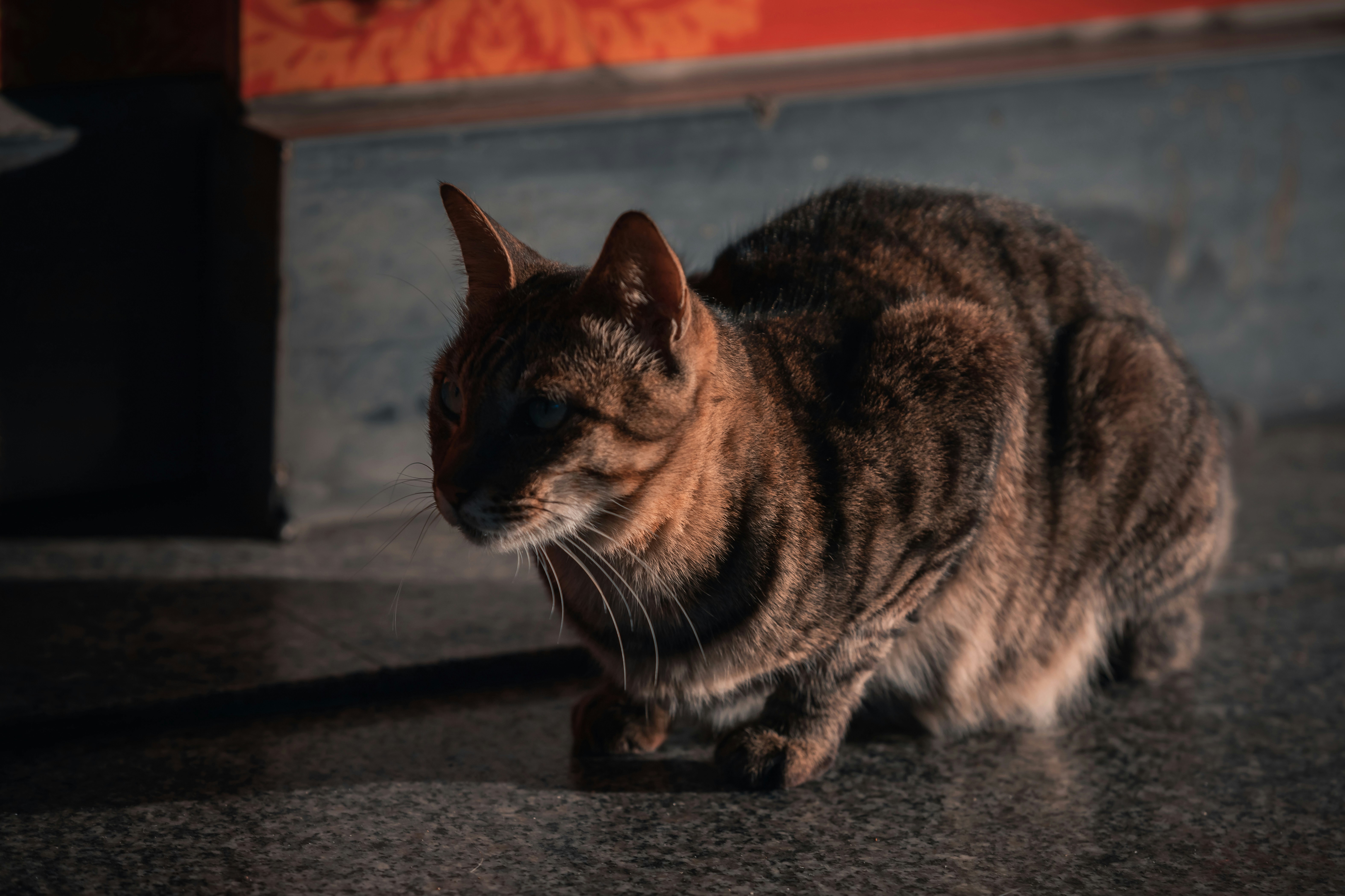 A beautiful cat sits, staring intently.