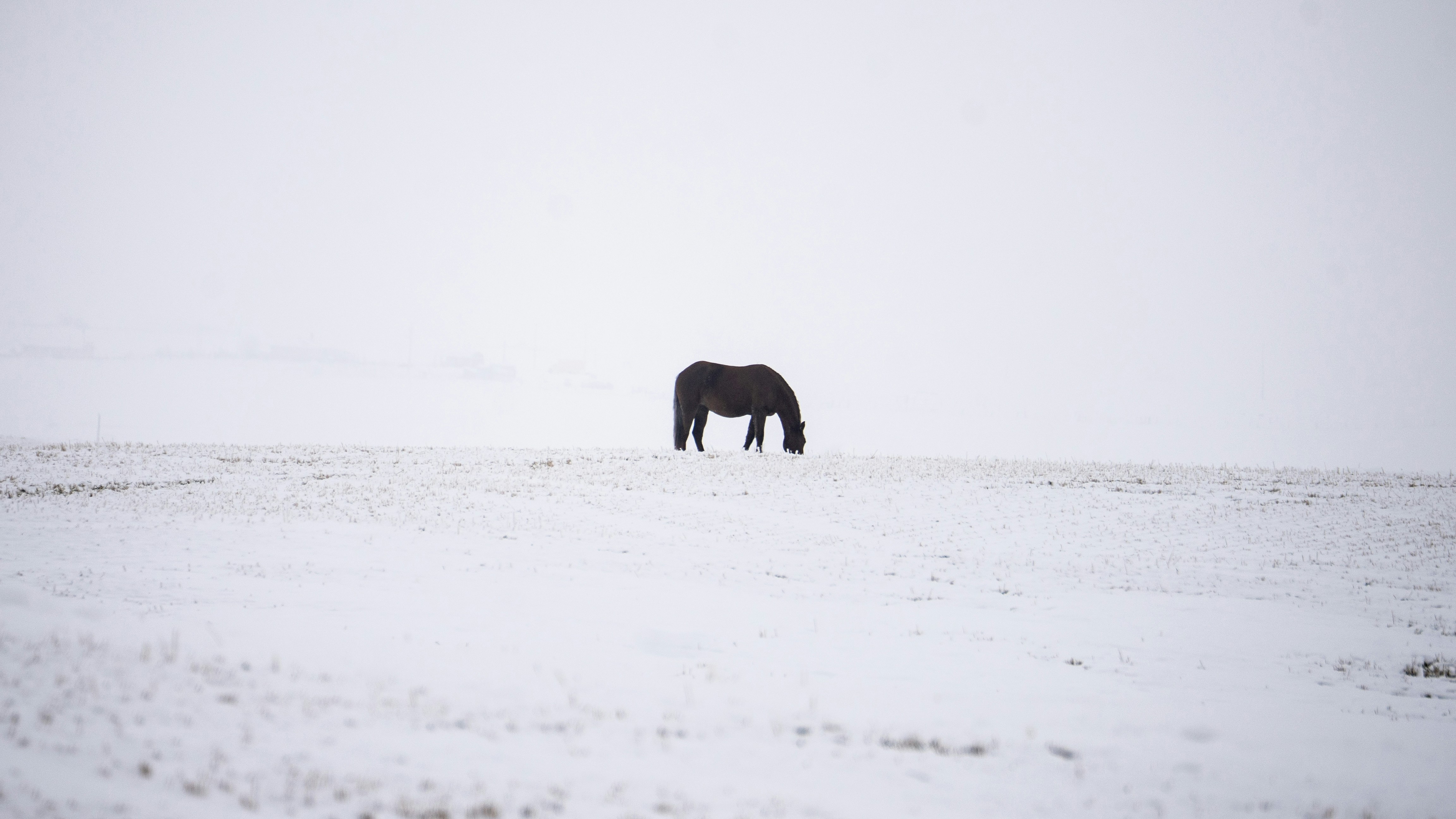 A horse grazer in a snowy field.