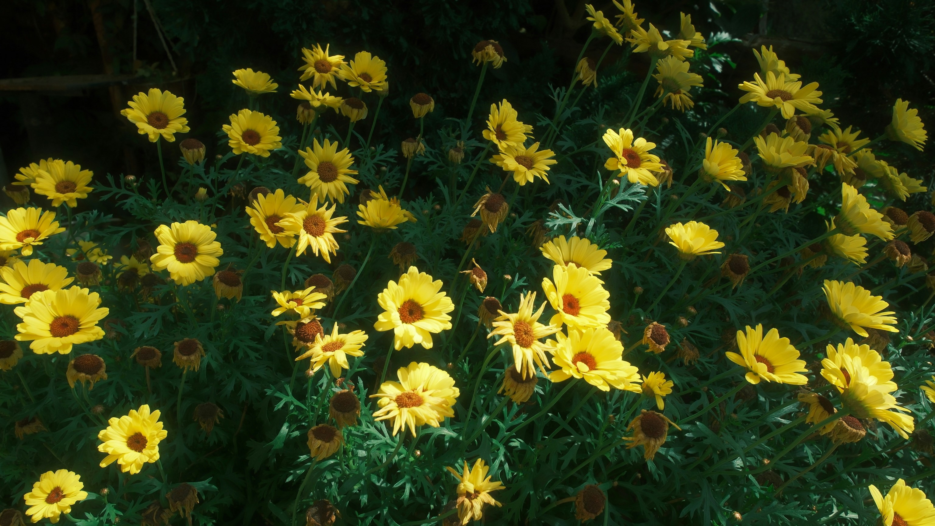 Photo by louisdraymond