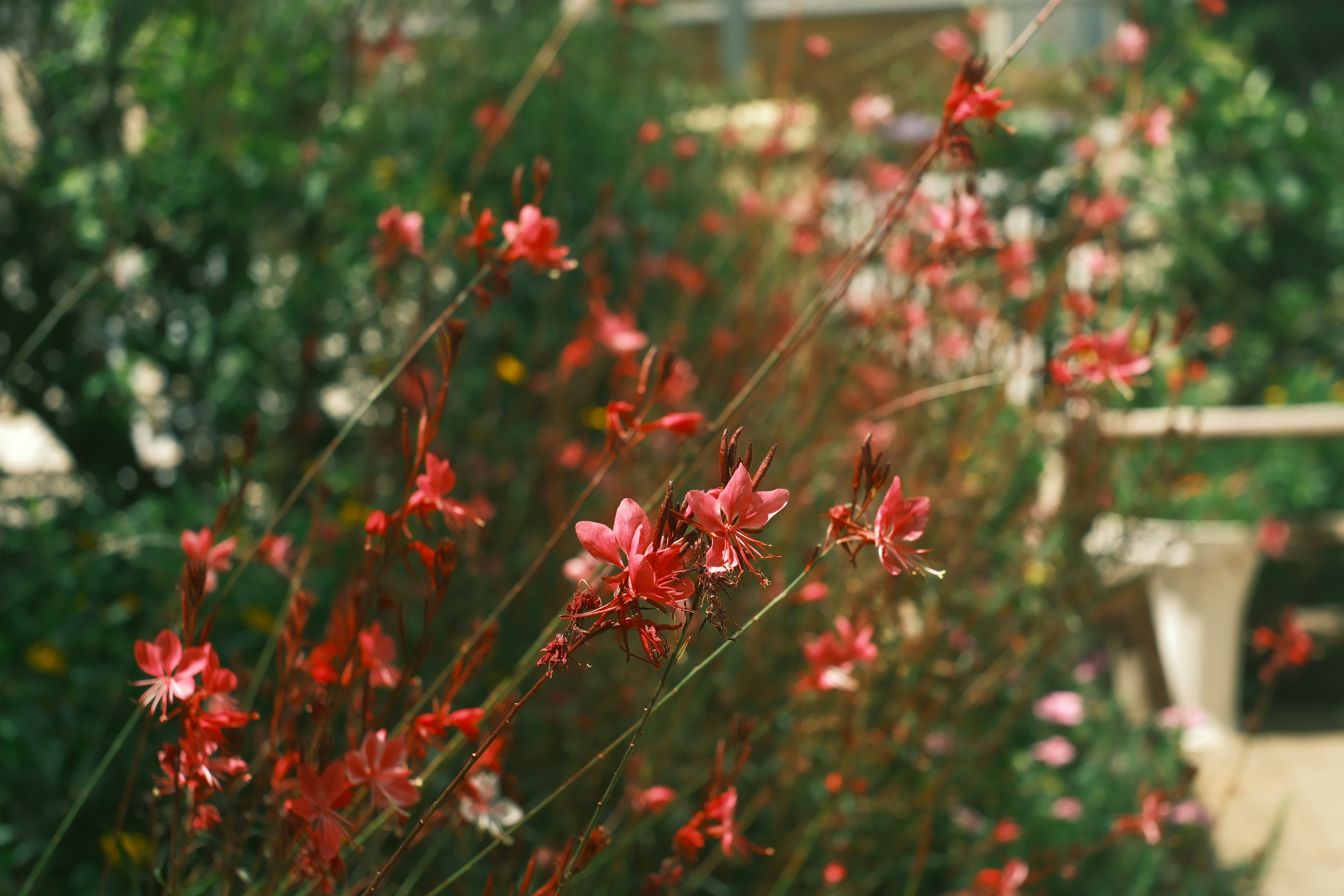 Photo by louisdraymond