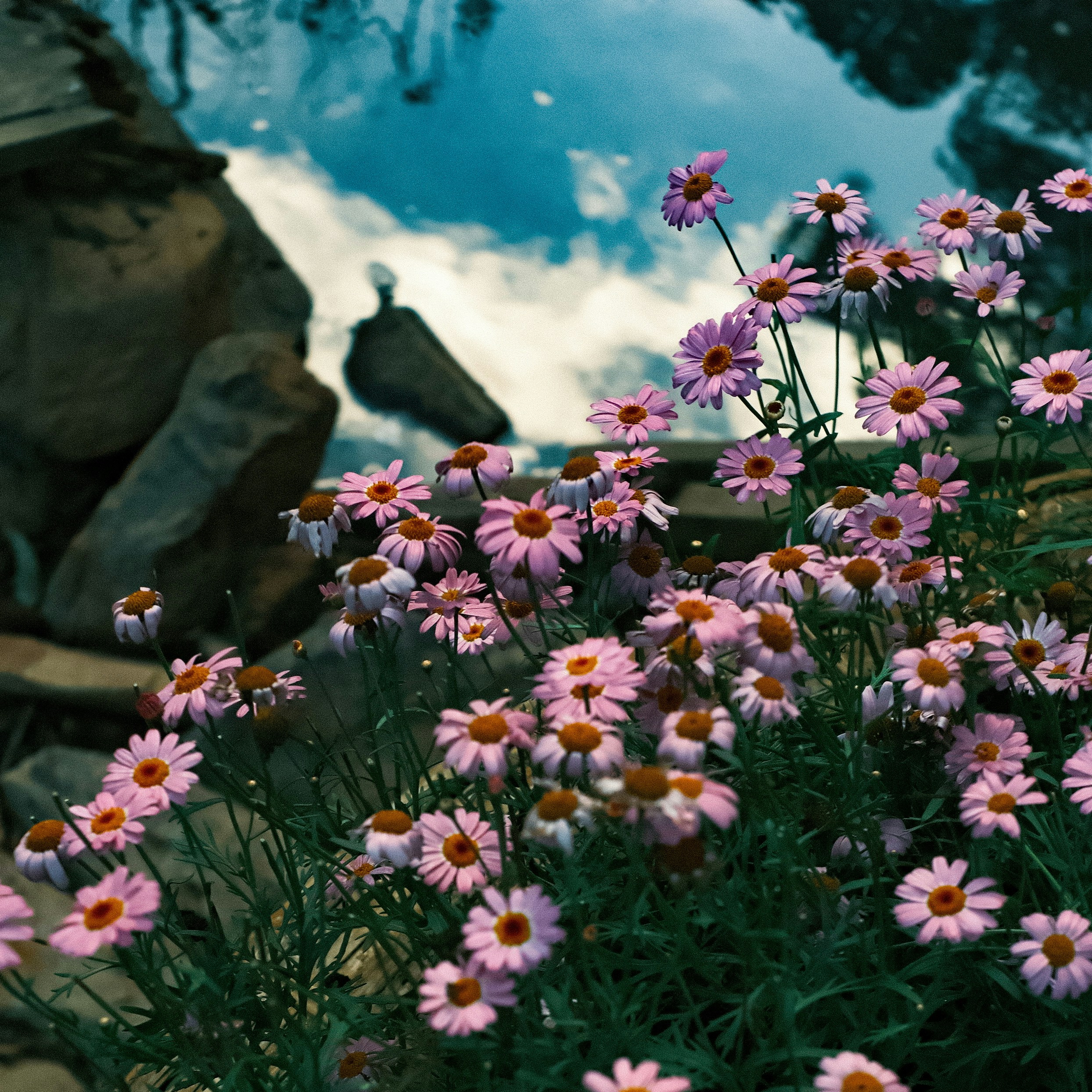 Lindas margaridas cor-de-rosa florescem perto da água reflexiva.