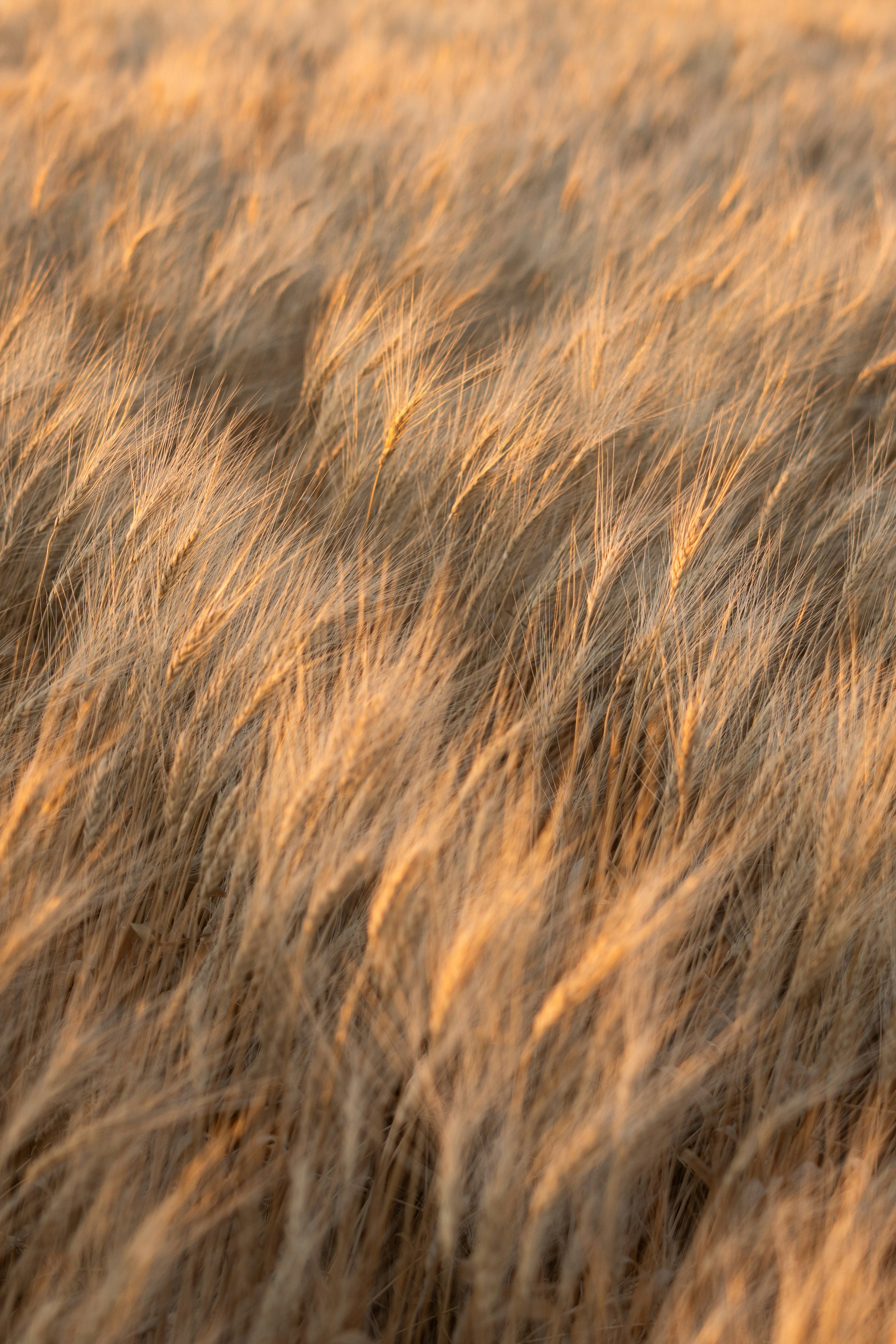 Golden wheat field blowing in the wind.