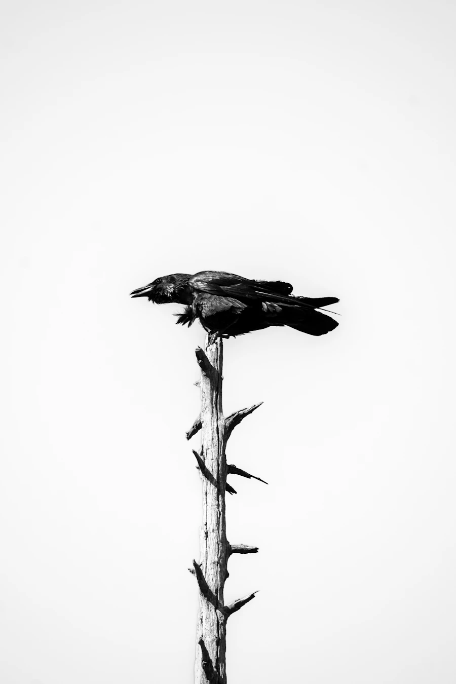 A raven perched atop a bare, weathered tree branch against an overcast sky