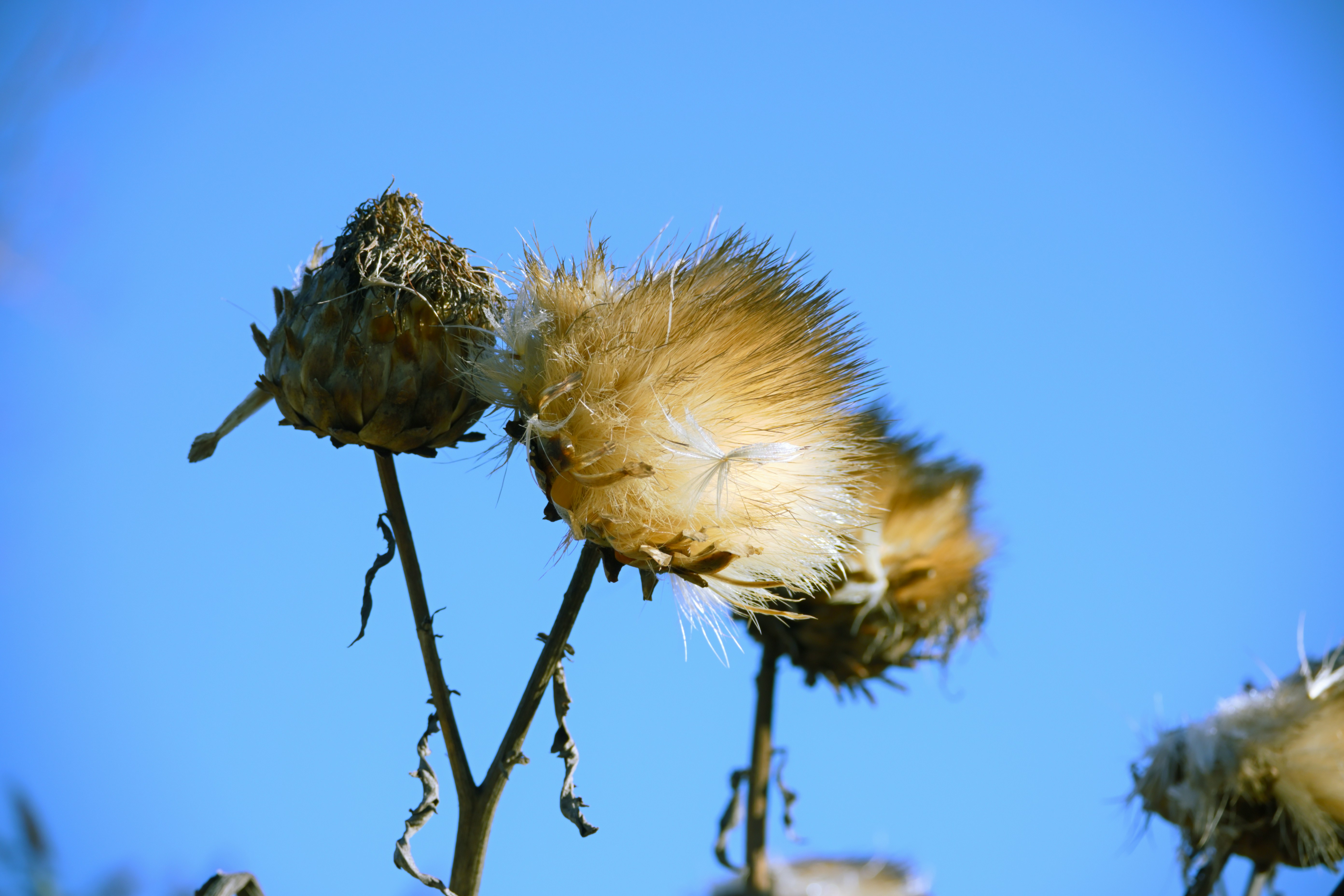 Photo by fleeting_glow