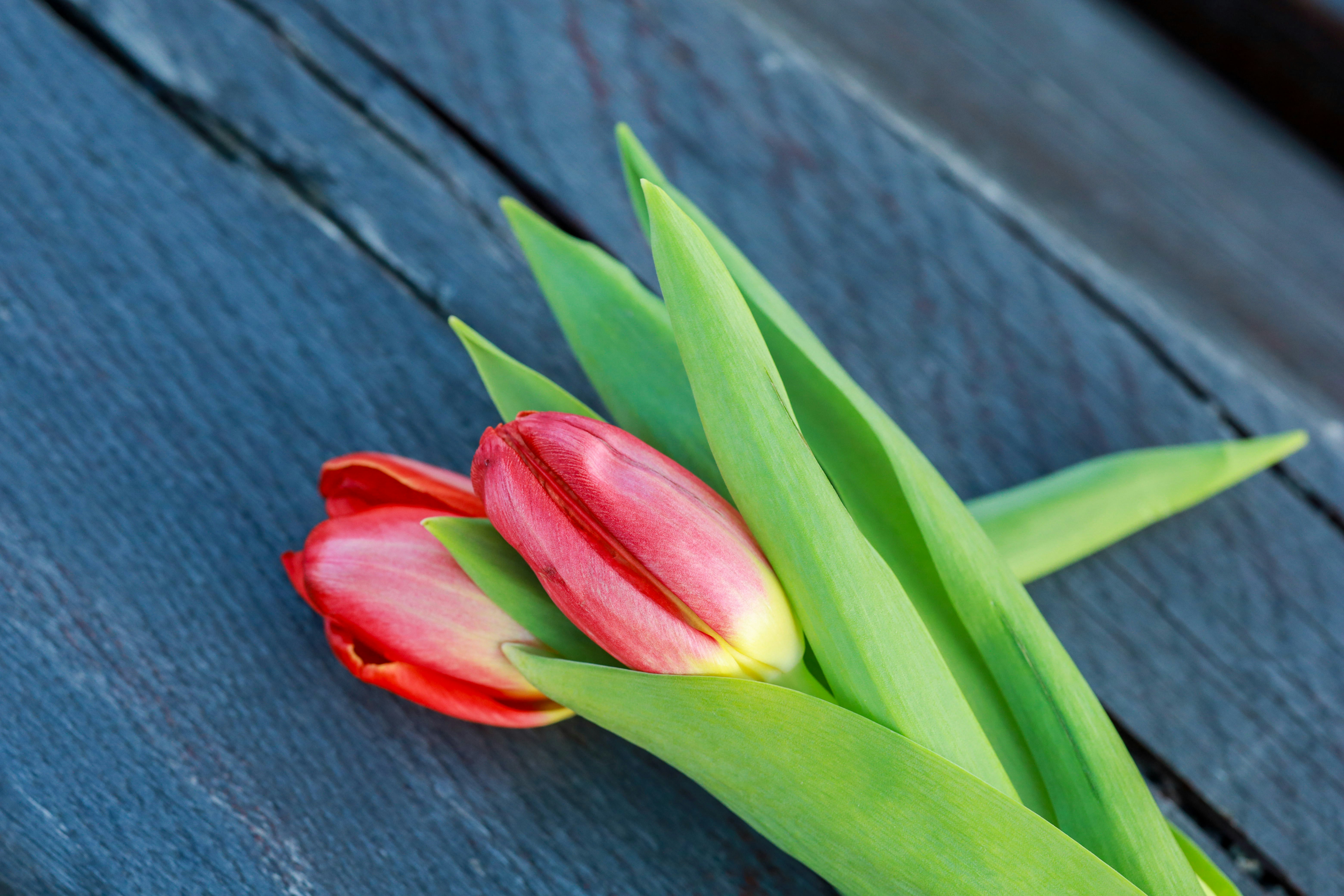 Due tulipani rossi poggiano su una superficie di legno stagionata.