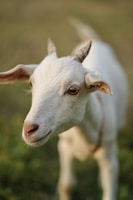 A white goat gazes into the distance.