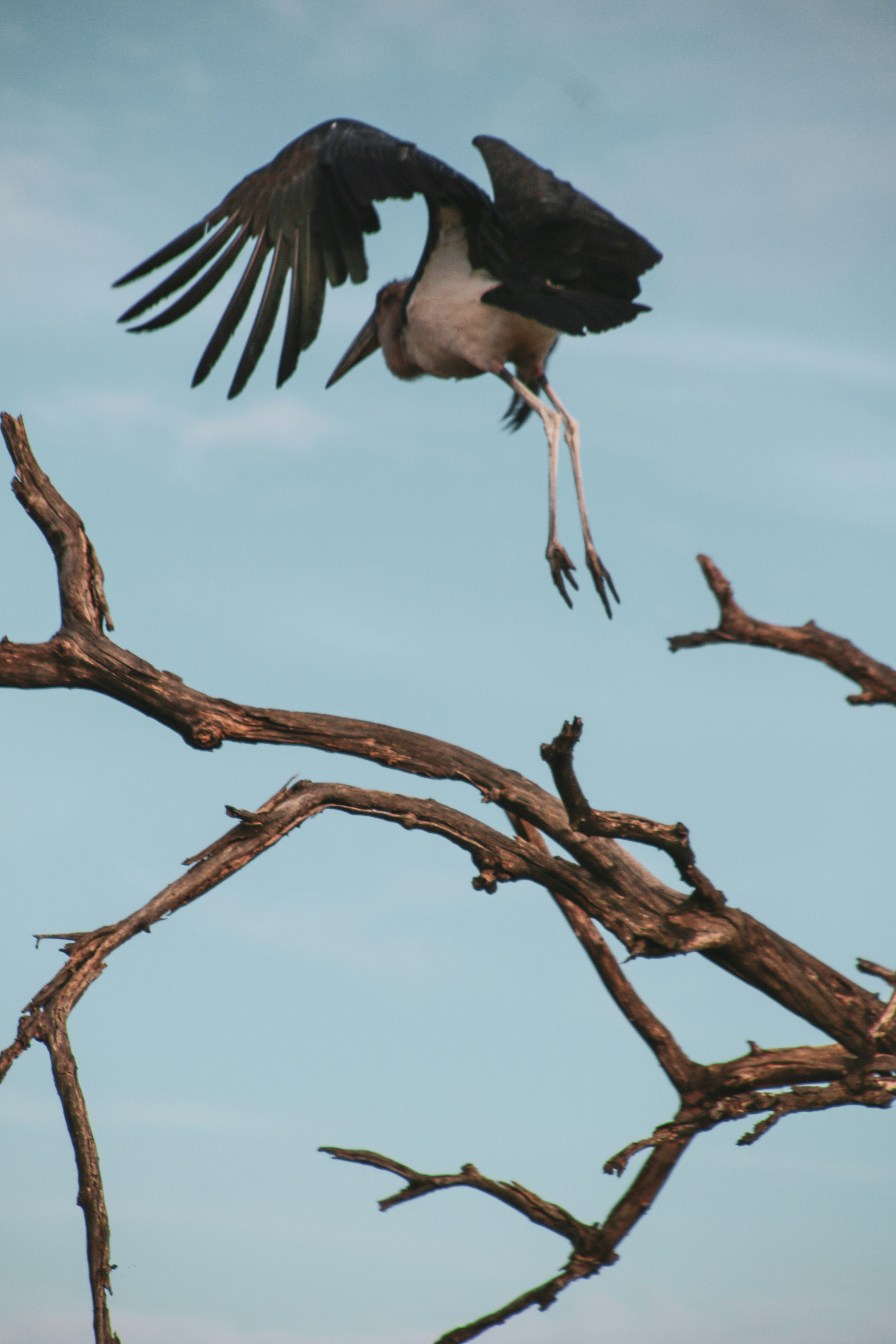 A large bird lands on a tree branch.