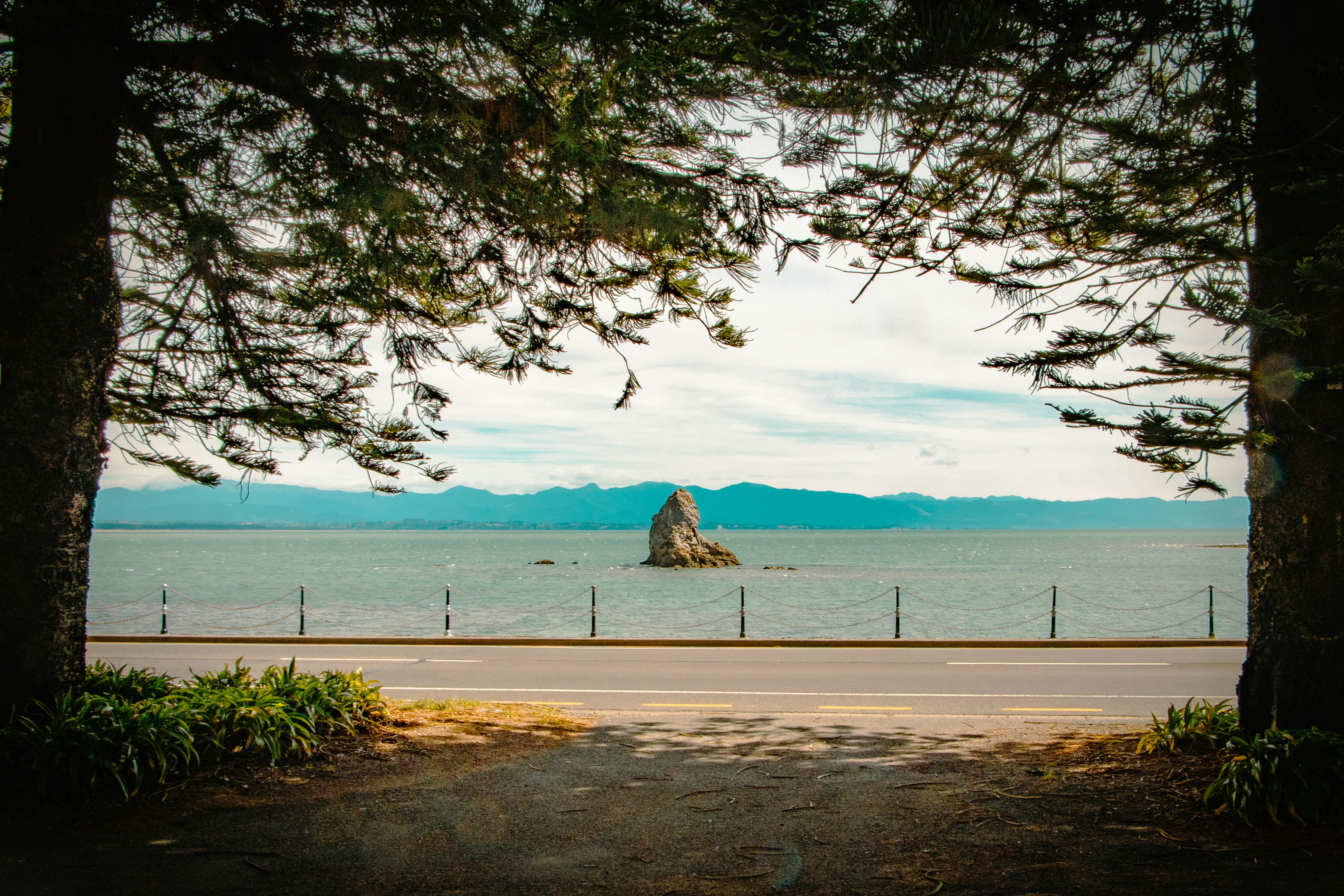 Ocean view framed by trees and road.