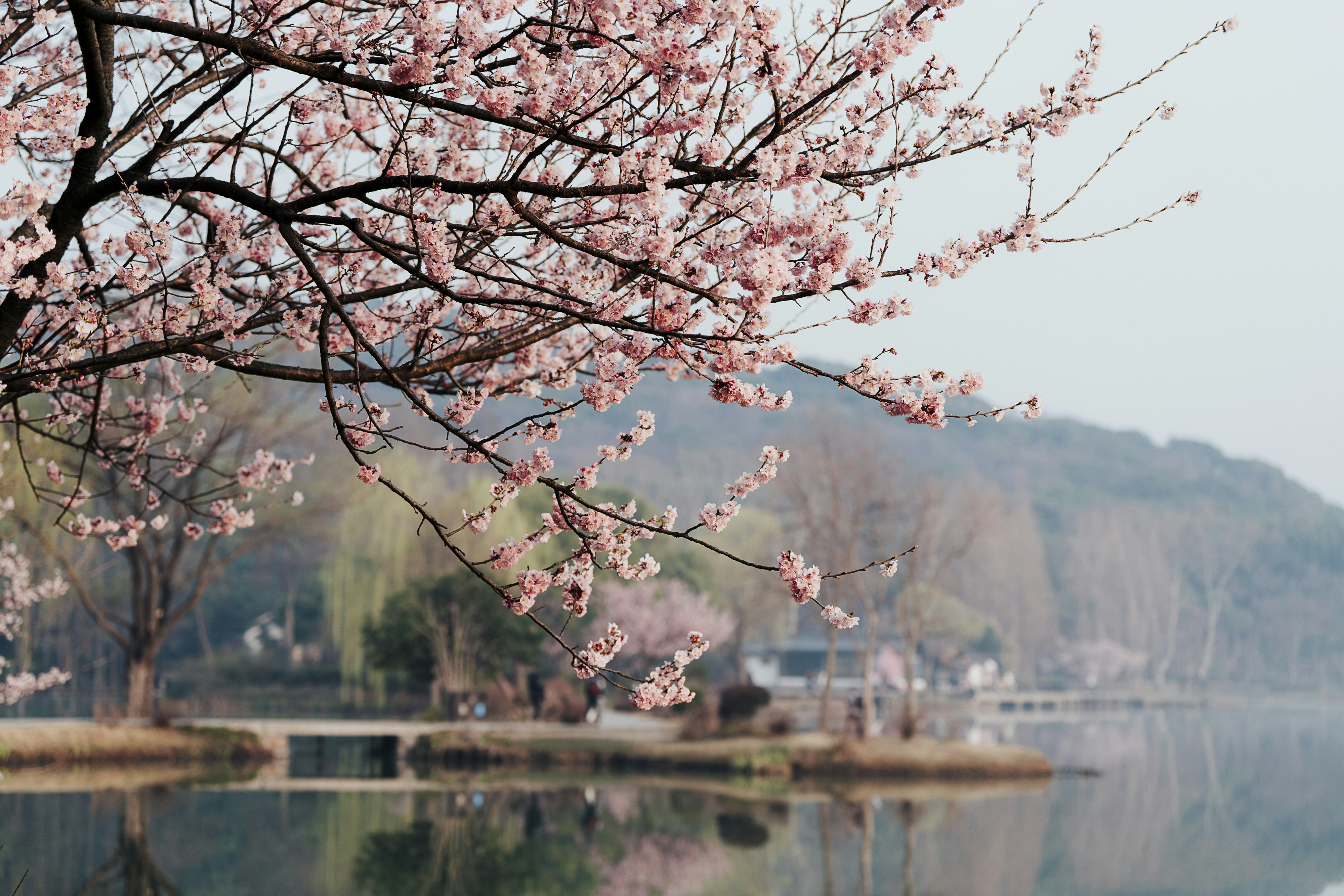 여름 봄 완벽한 자연 풍경 사진, 아름다운, 풍경, 여름 배경 일러스트 및 사진 무료 다운로드 - Pngtree, image size:3000x2001