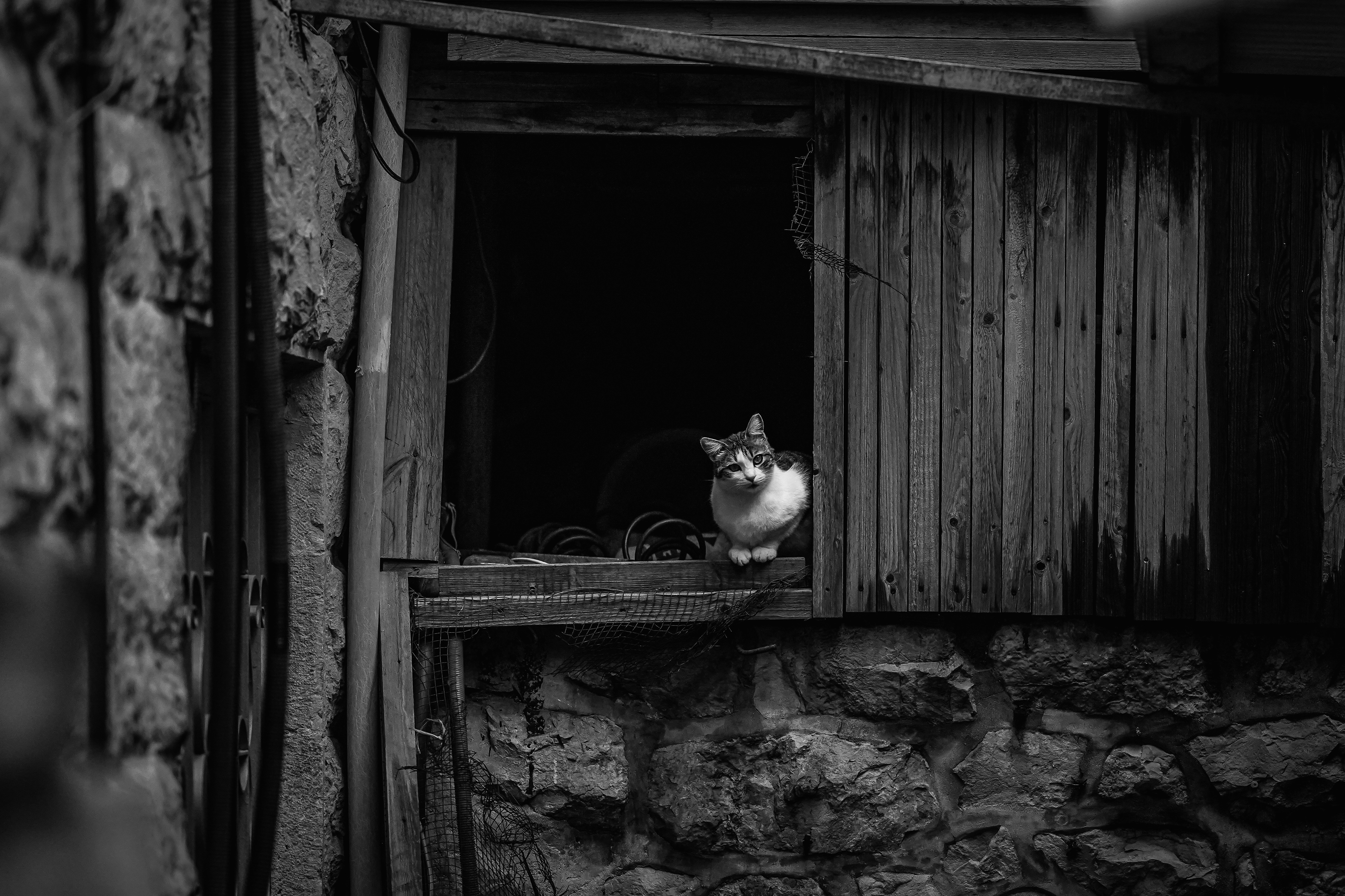A cat peeks out from a rustic window.