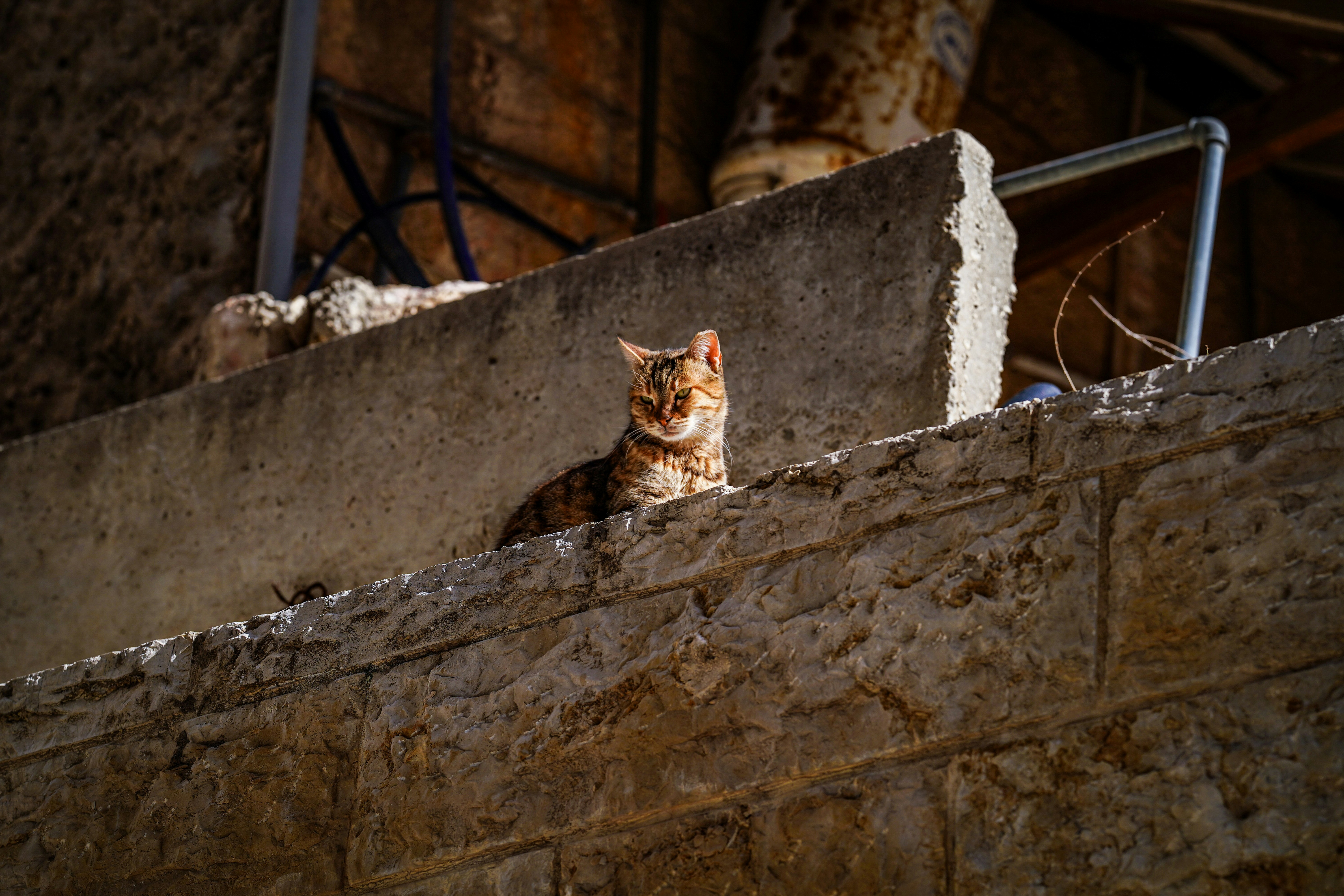 A cat rests on a concrete ledge.